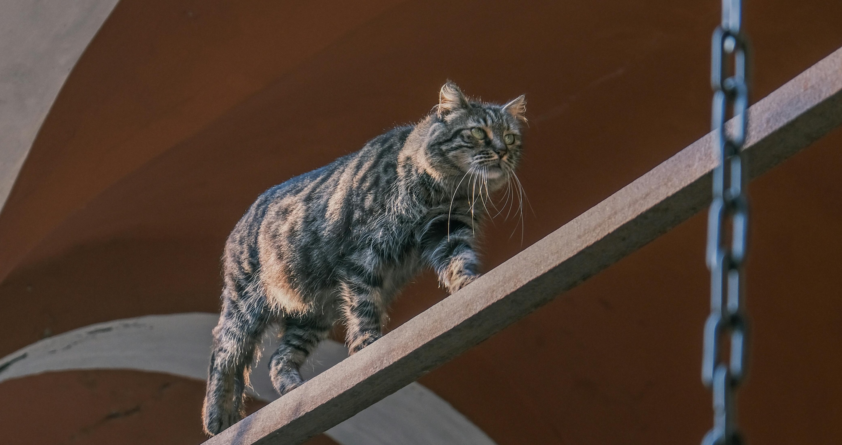 fun facts about cats their tails help them balance