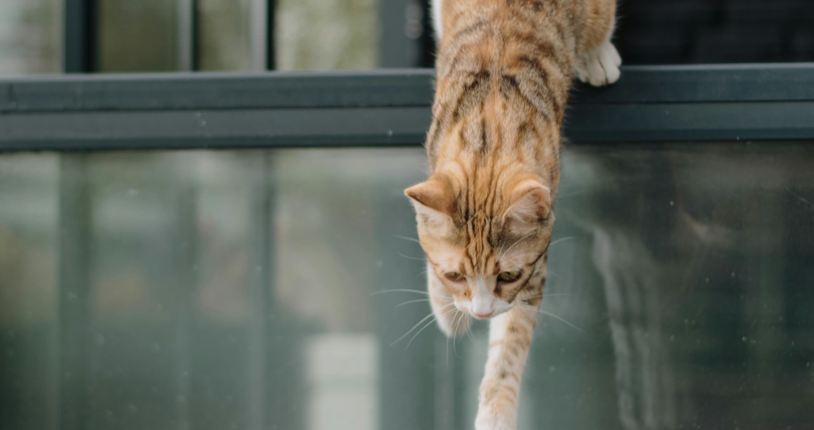 fun facts about cats they are superior jumpers