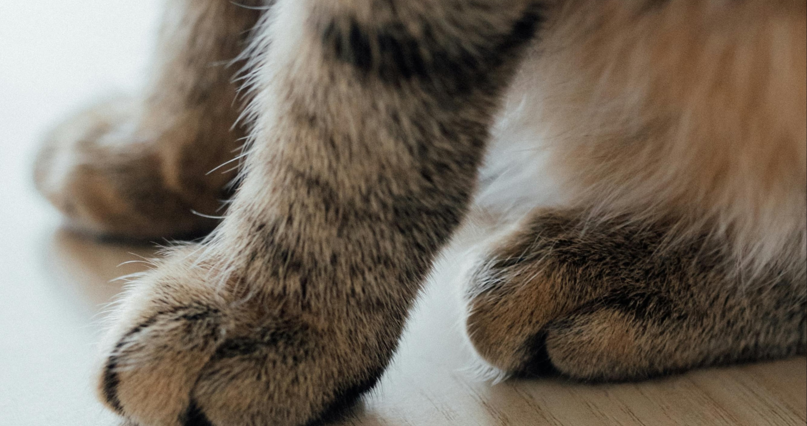 fun facts about cats they have dominant paws