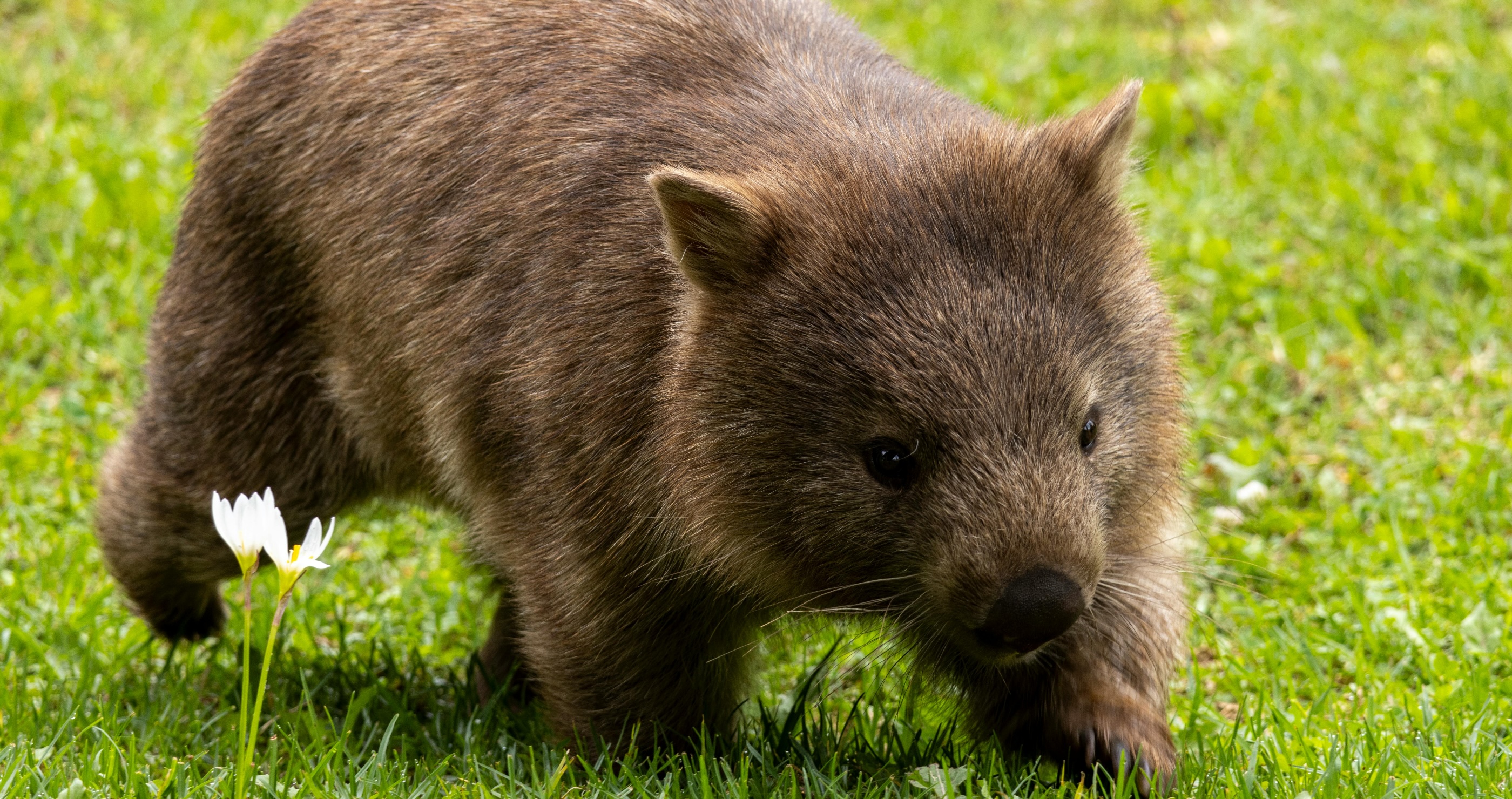 interesting wombat facts
