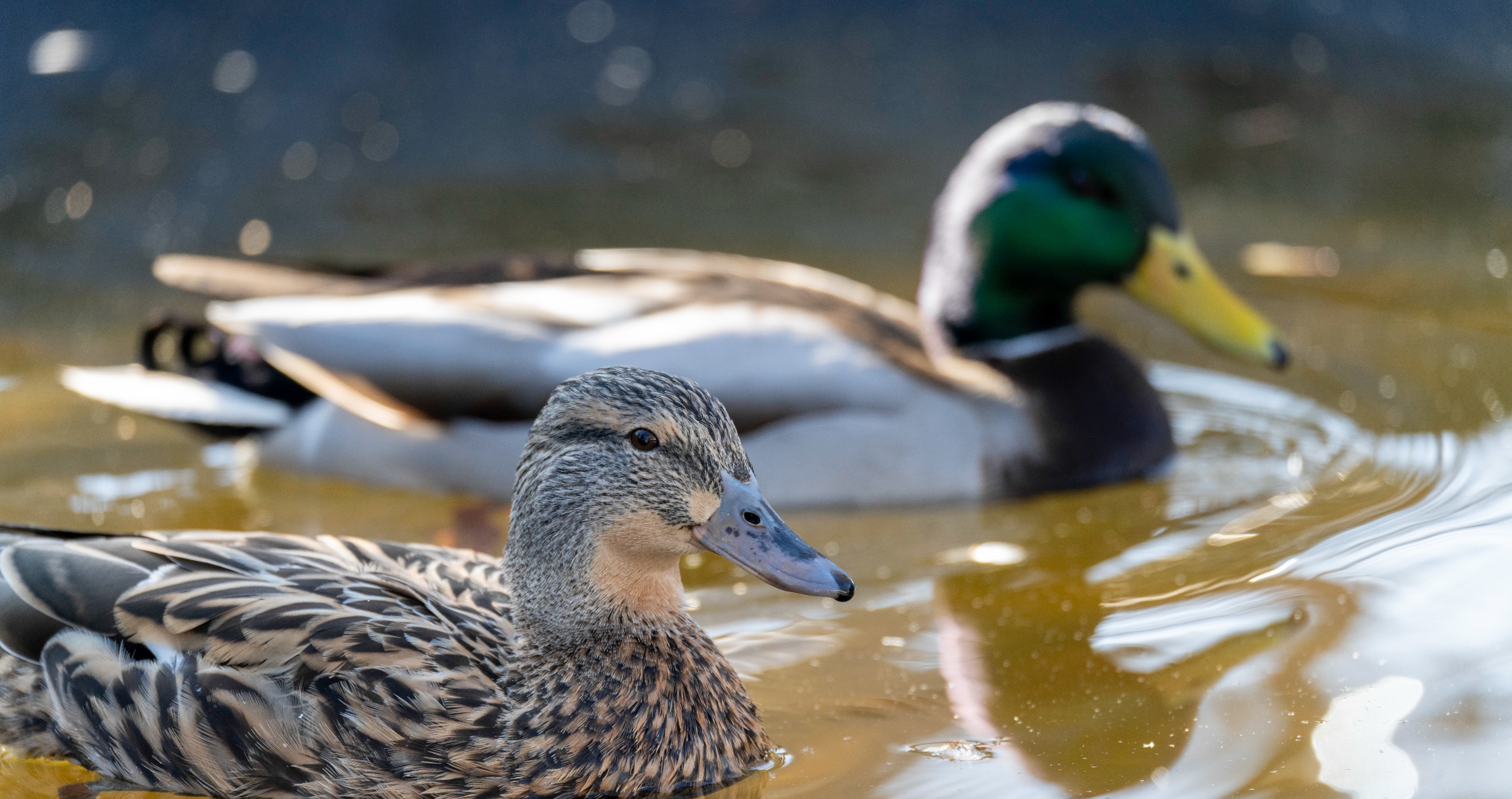 male and female duck