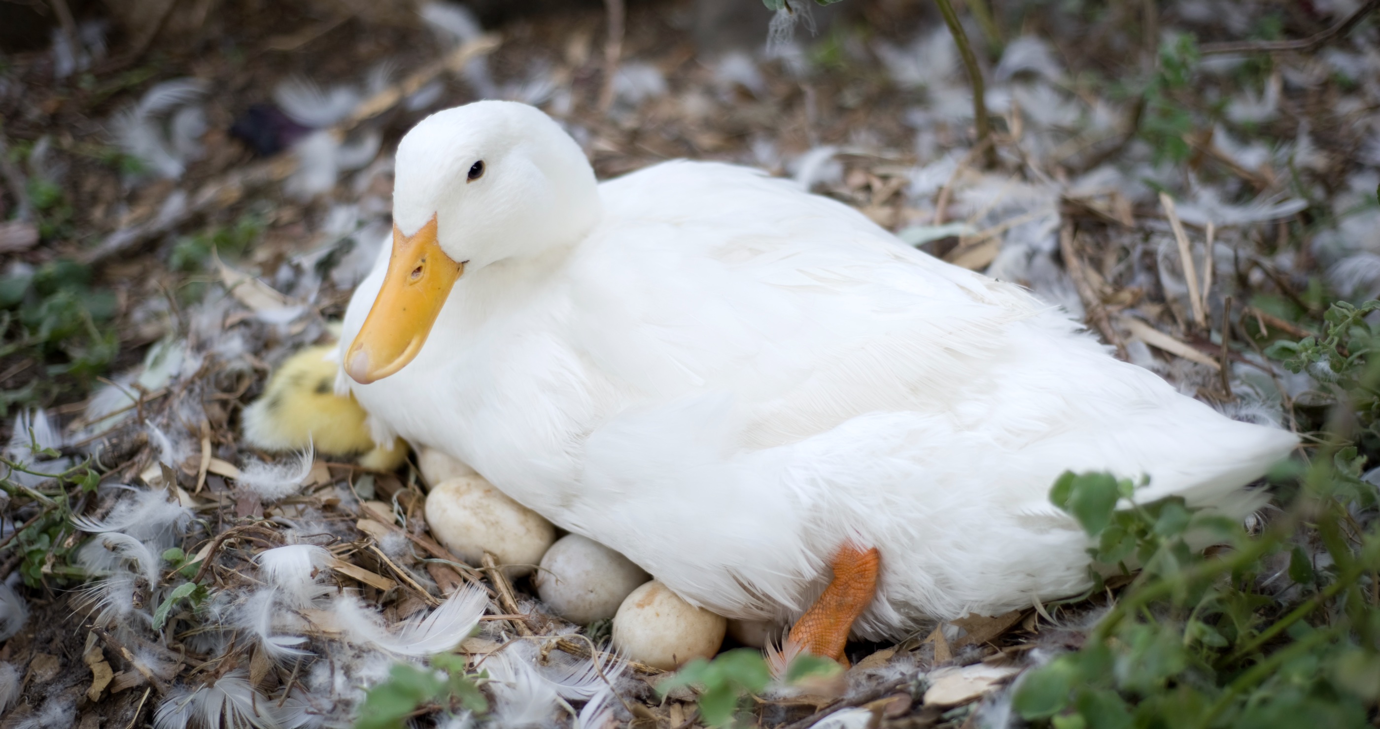 mother duck sitting on nest of eggs