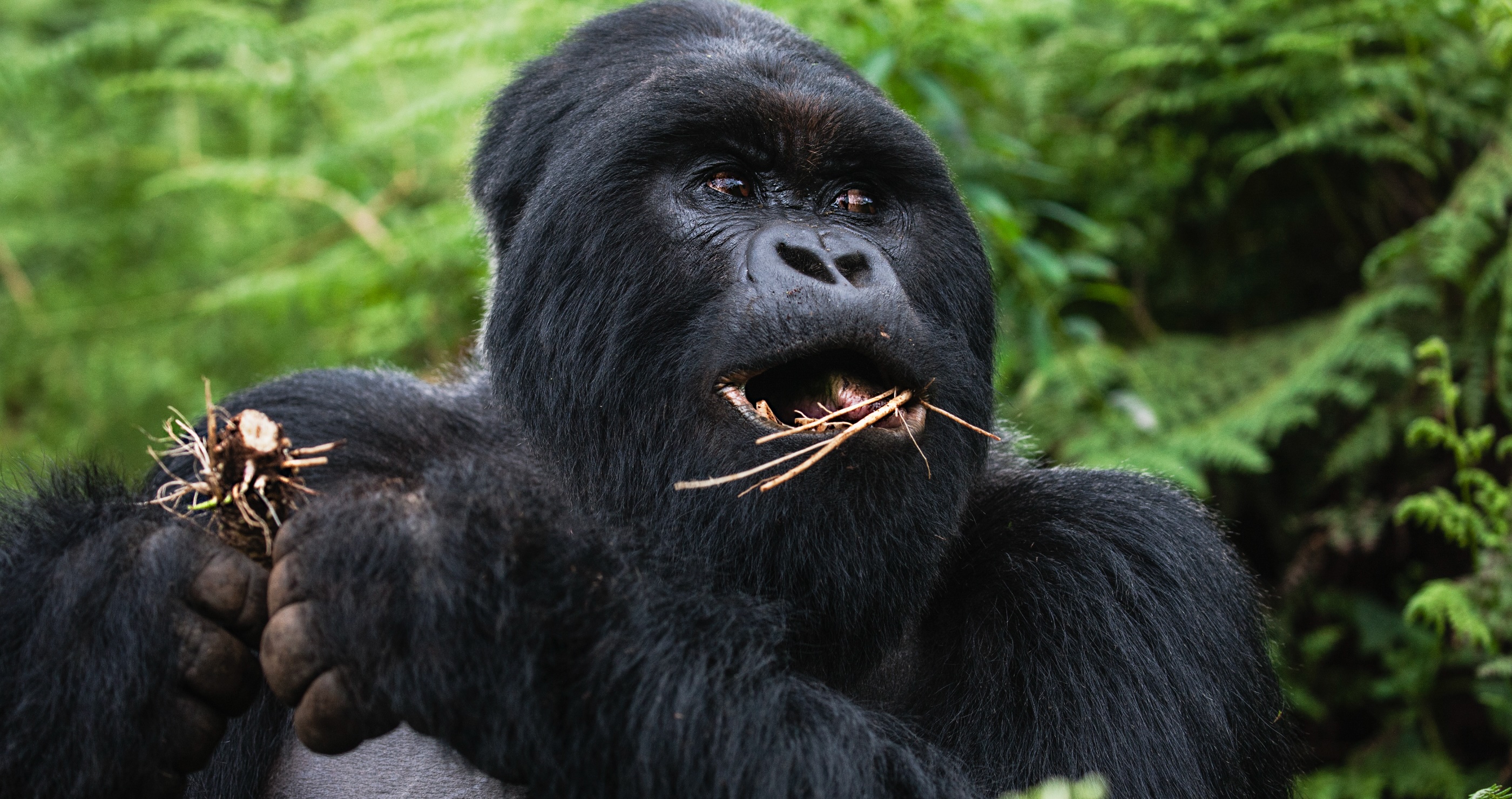 mountain gorillas are one of the animals on the brink of extinction