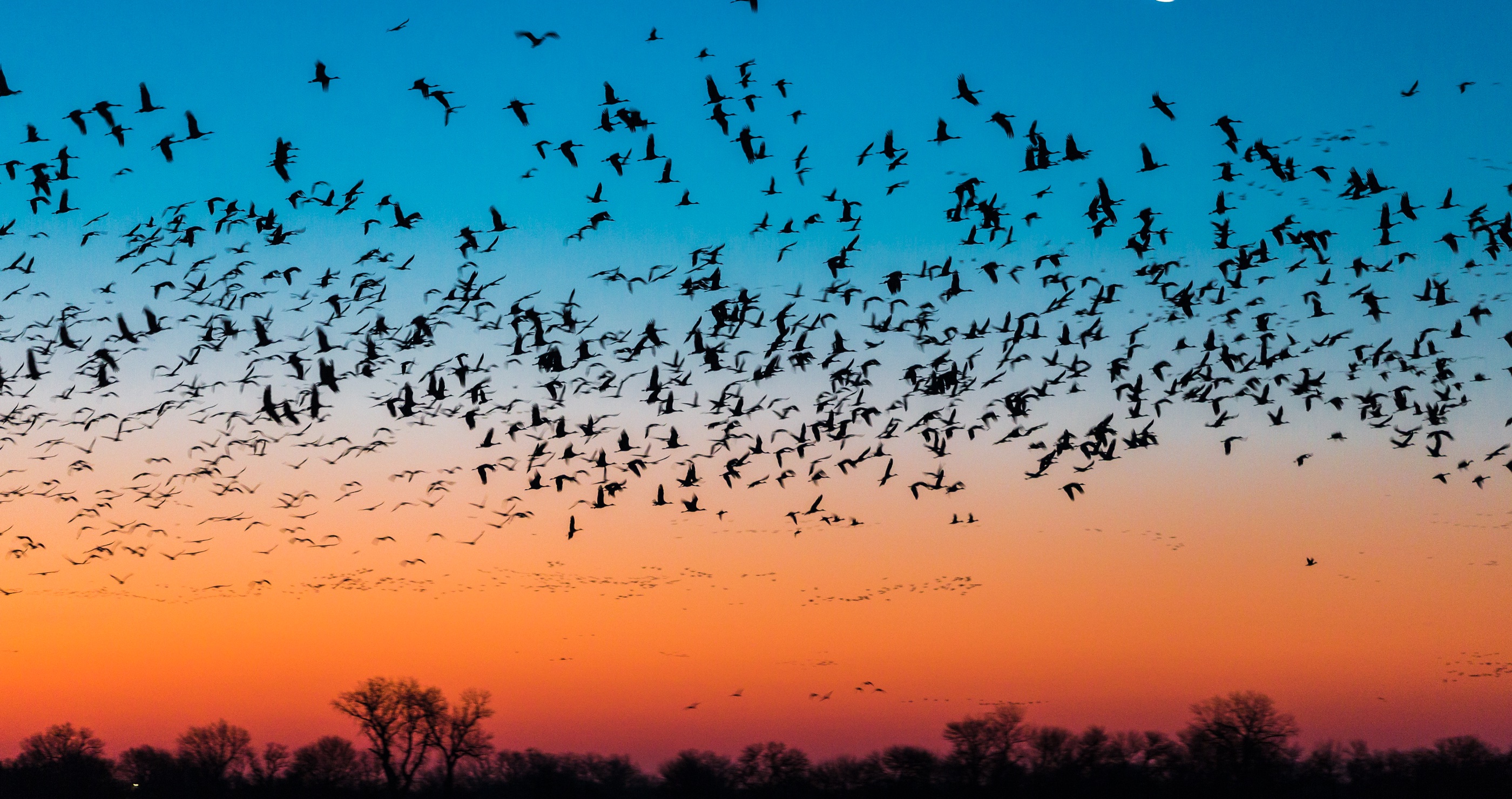 sandhill crane migration