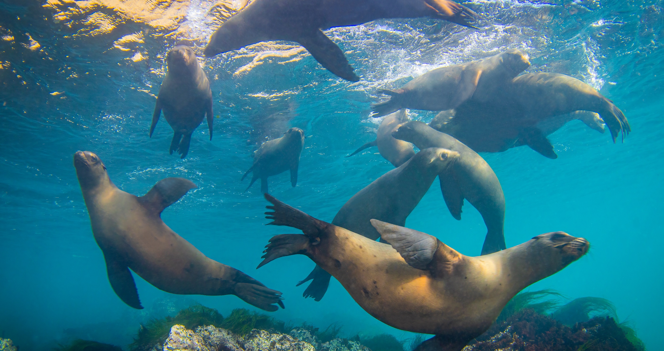 sea lions off The Channel Islands&nbsp;