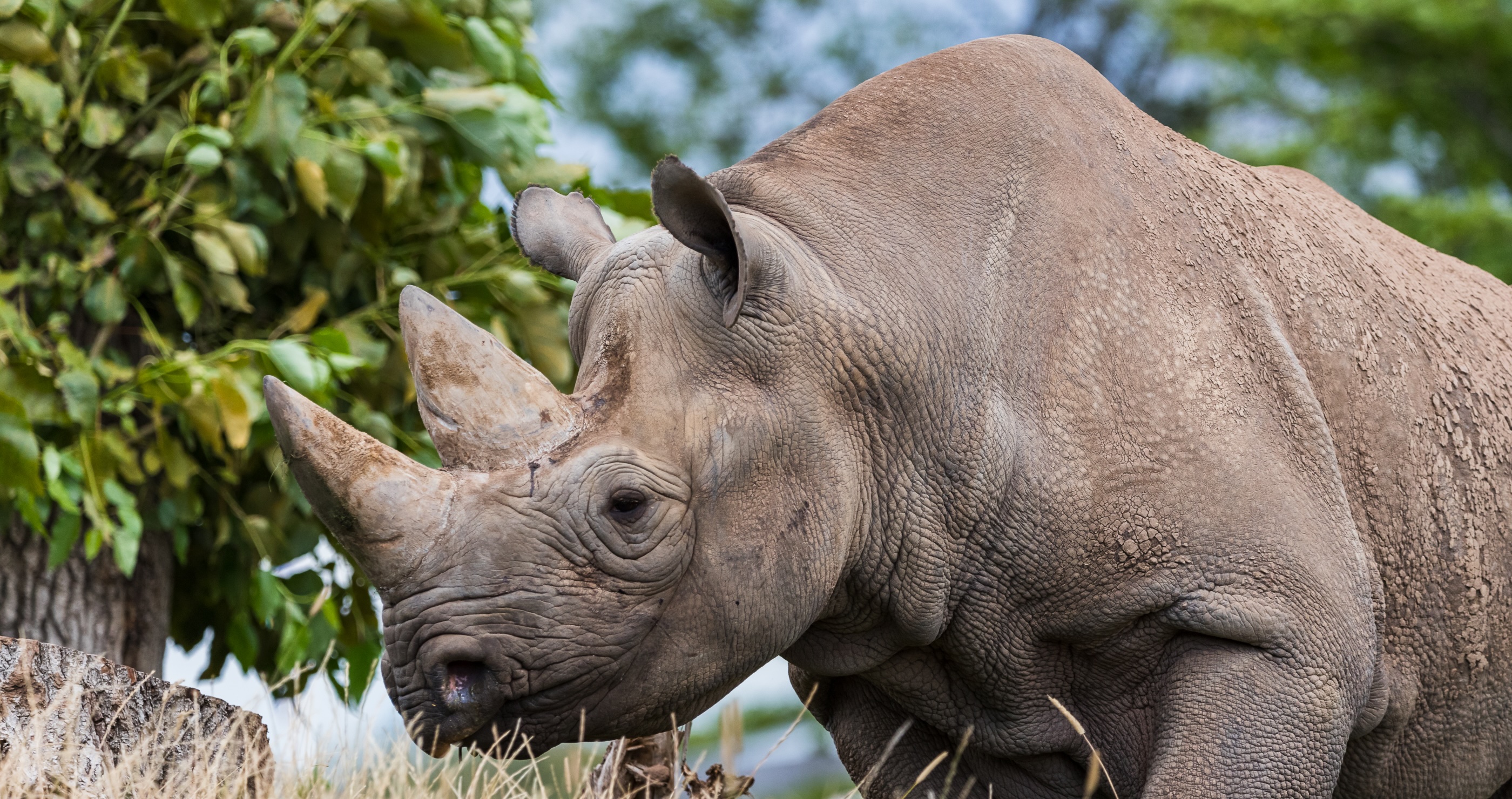the black rhino is one of the animals on the brink of extinction