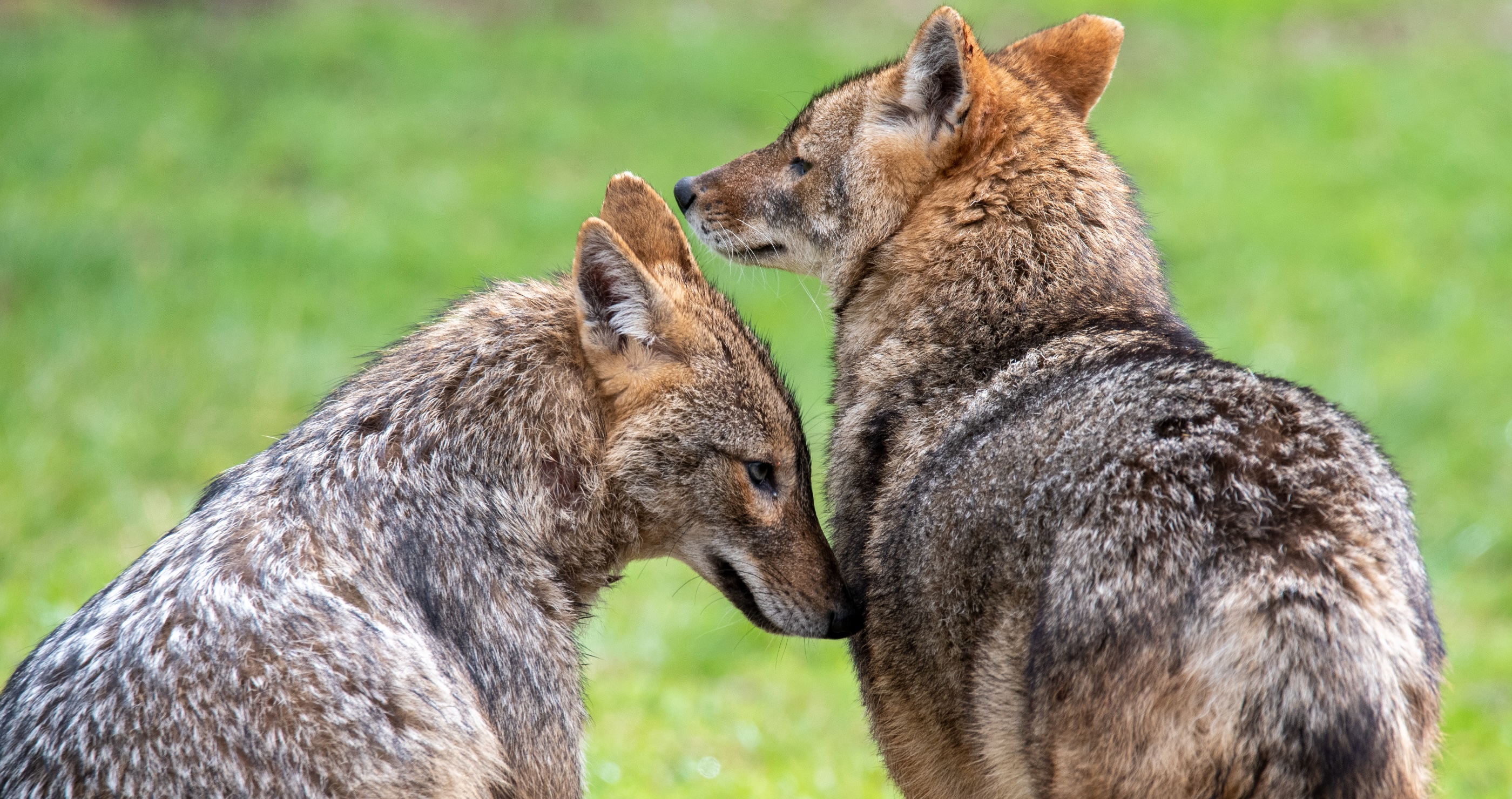 the red wolf is one of the many animals on the brink of extinction