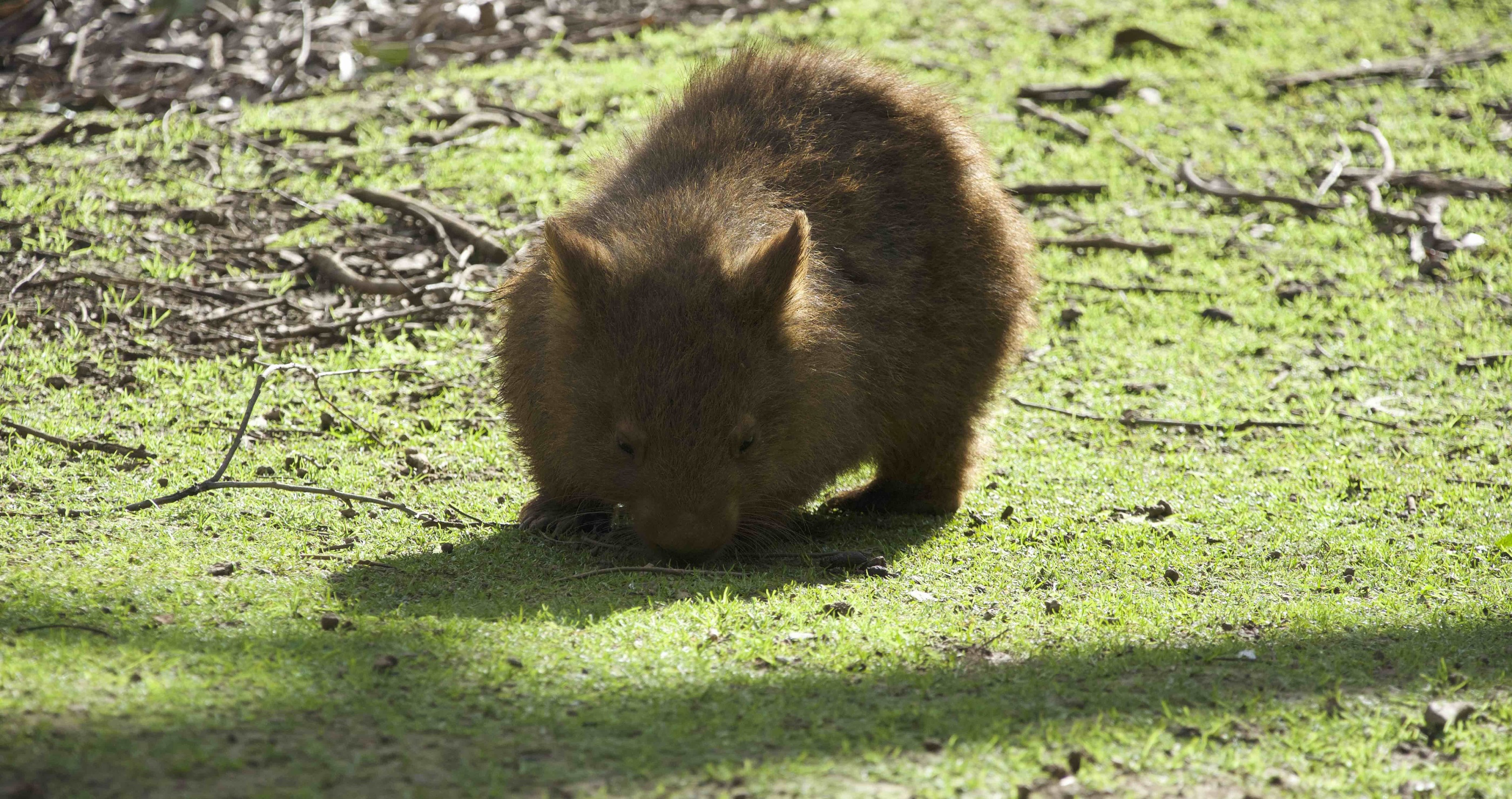 wombats have strong bums