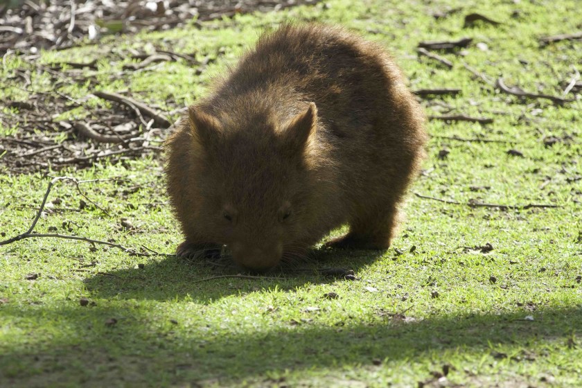 wombats have strong bums