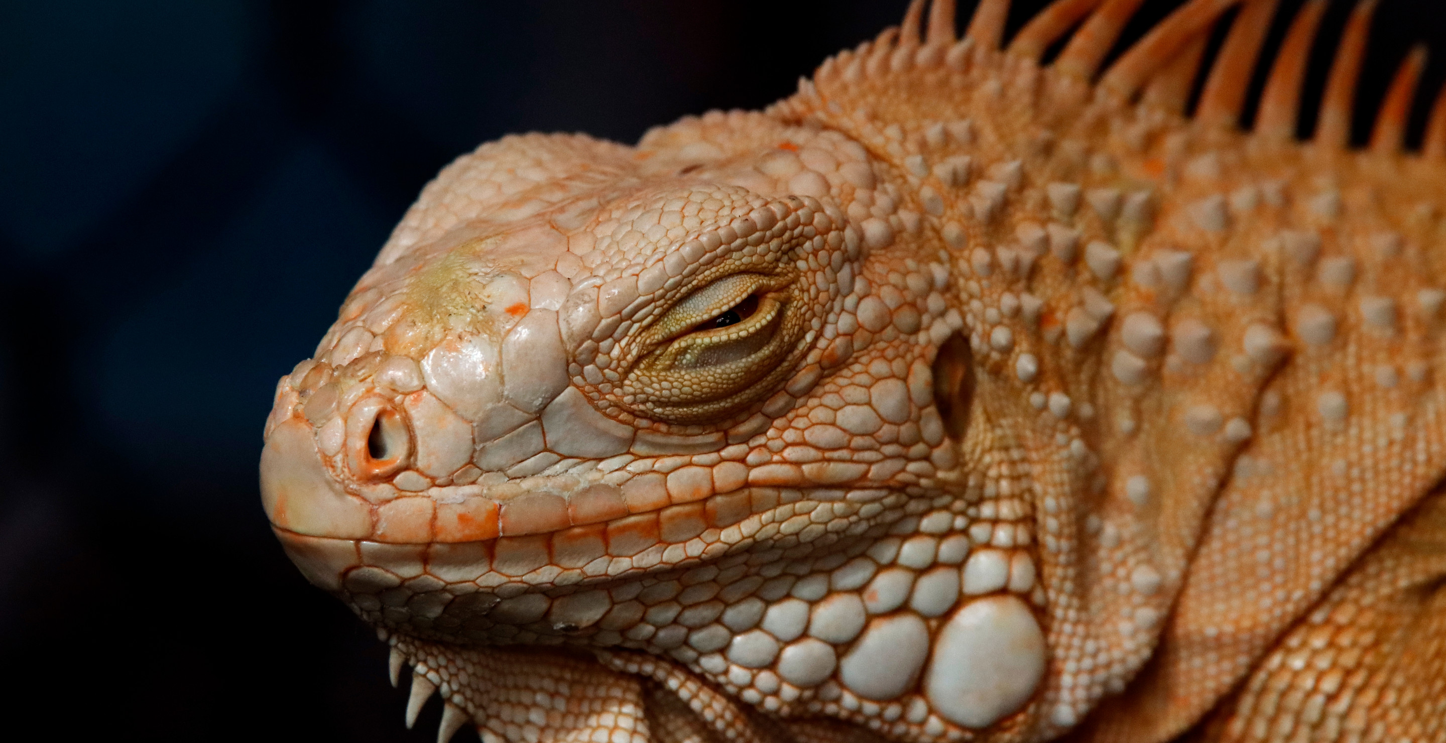 A Female Iguana Gives Birth Despite Having No Contact With Male Partner