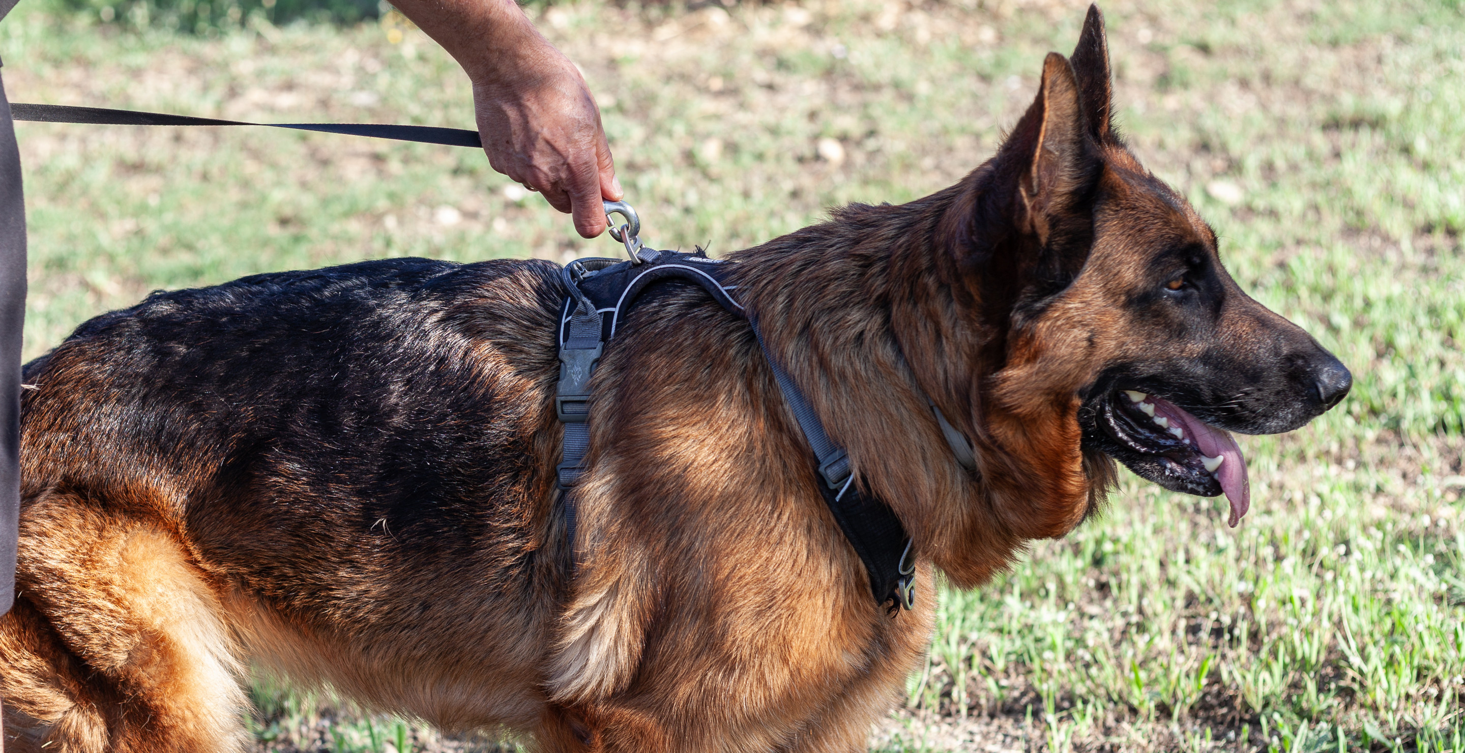 Another K-9 Police Dog Has Died After Being Left In A Police Car
