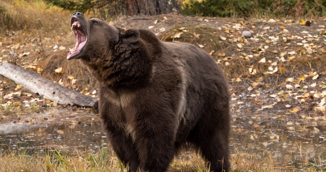 Bear Attacks Woman Outside Her Home, Leaving Her Critically Injured