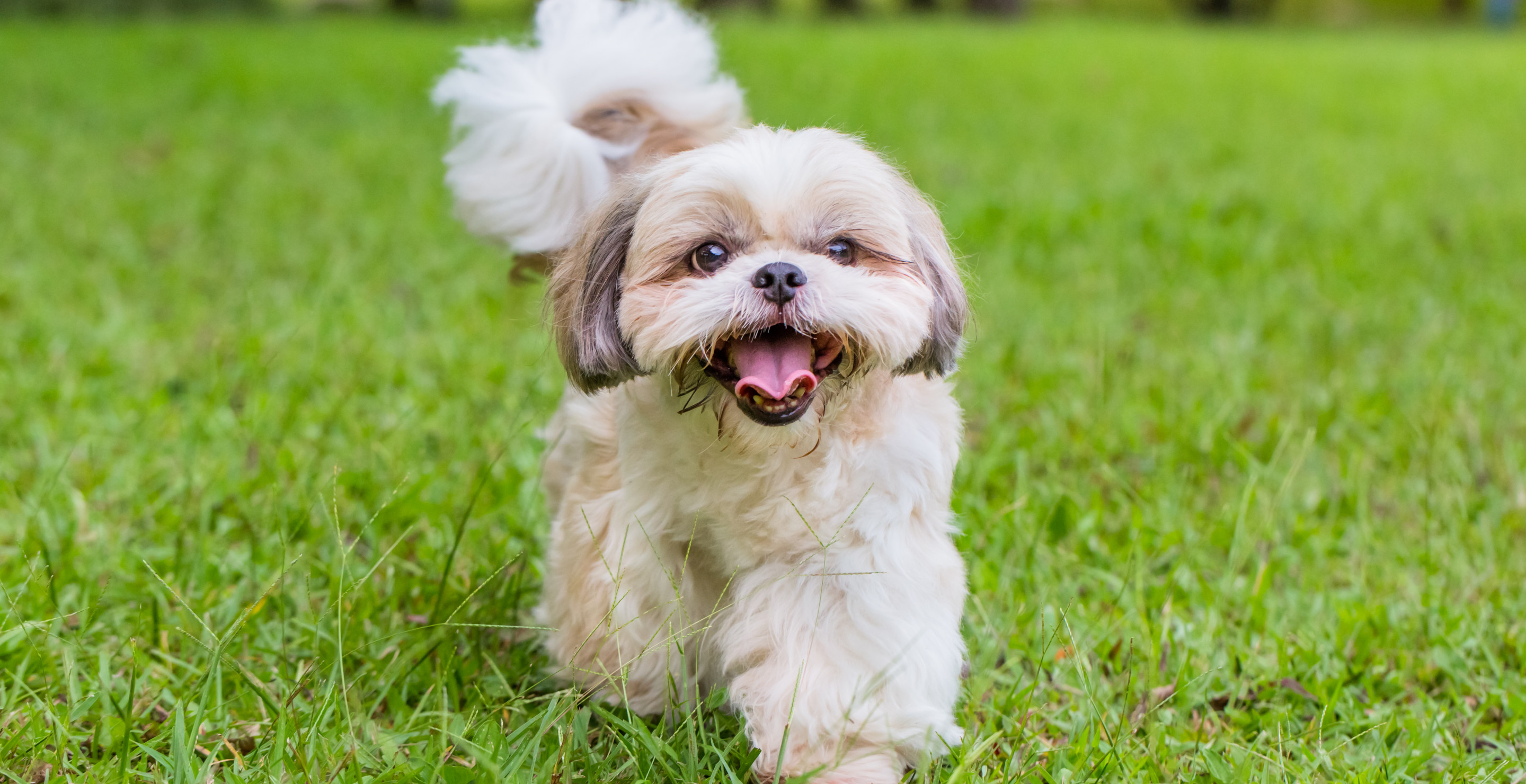 Celebrity Couple Reveals They're Considering Adopting New Dog After Tragic Death