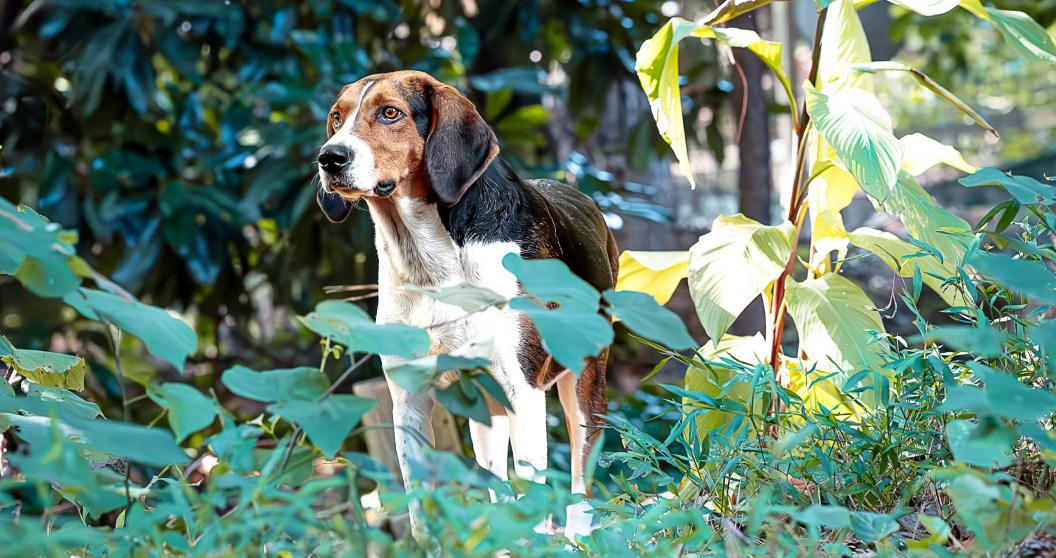 Climbers Stage Heroic Rescue Of Boomer The Dog After Two Days Stranded On Cliff