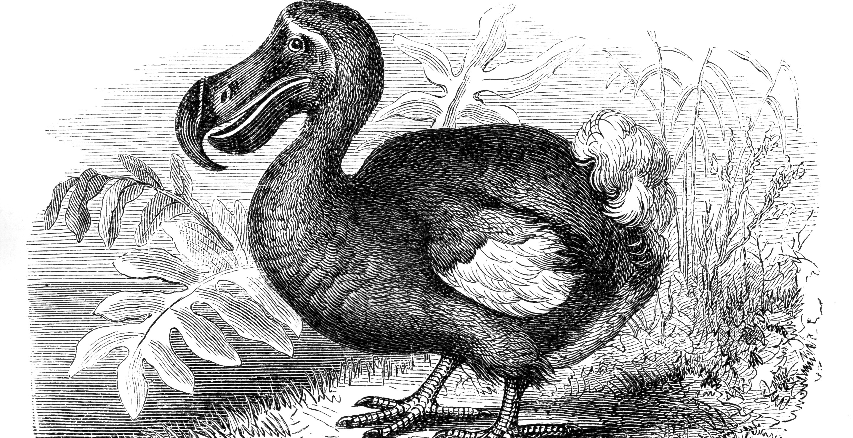 Company Takes A Mjaor Step Forward In Bringing Back Dodo From Extinction
