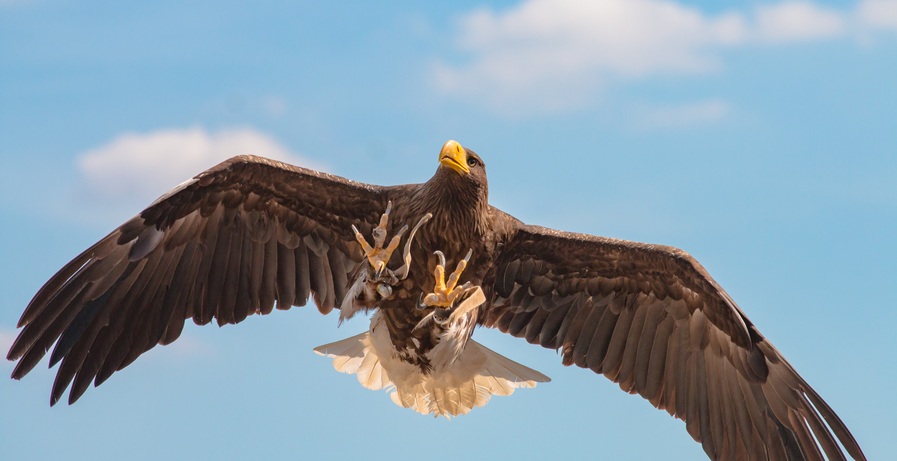 Farmer Claims That Massive Eagles Keep Stealing His Prized Ponies