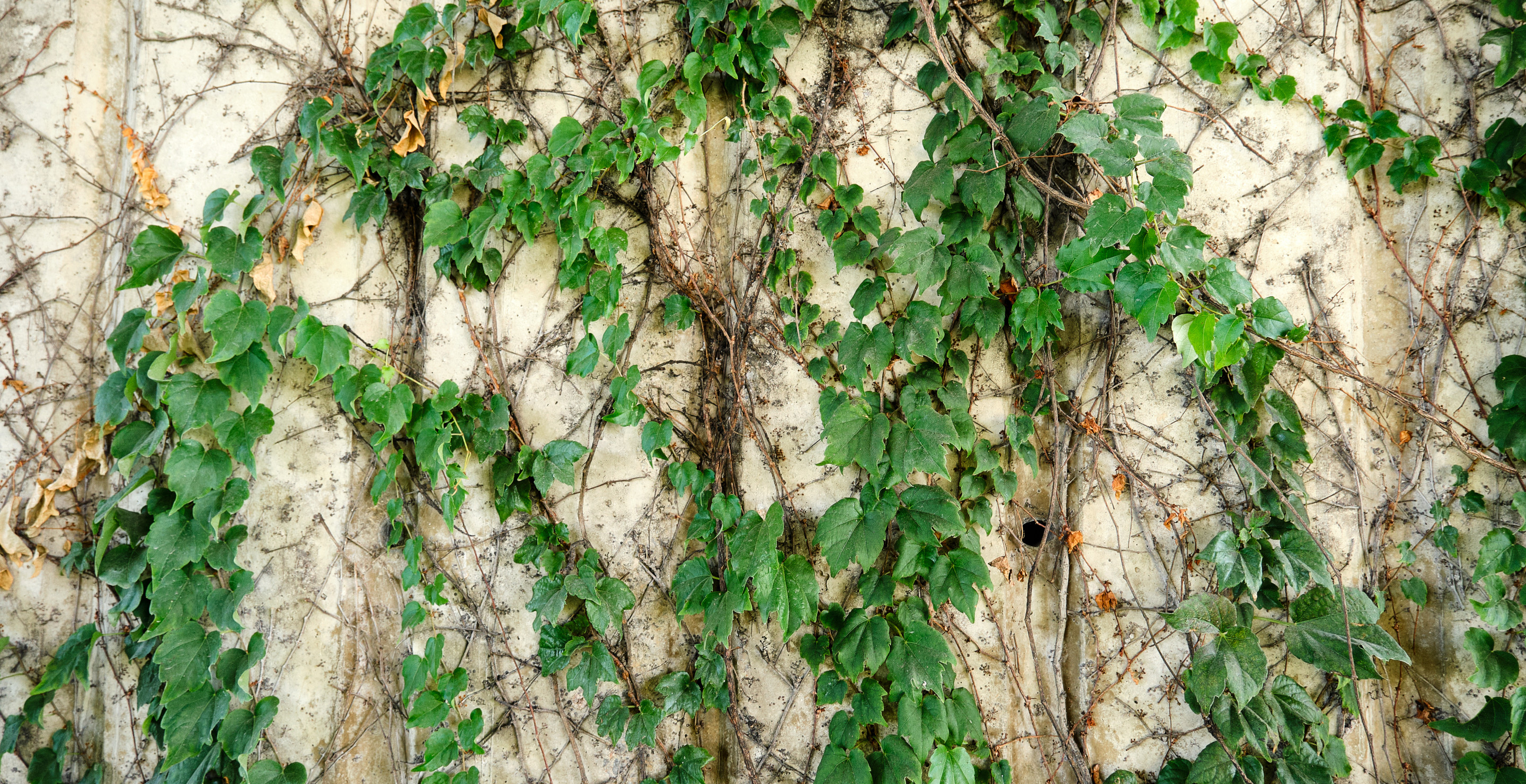 Homeowner's Horror Story Shows Why Some Plants Are Dangerous And Some Neighbors Even More So