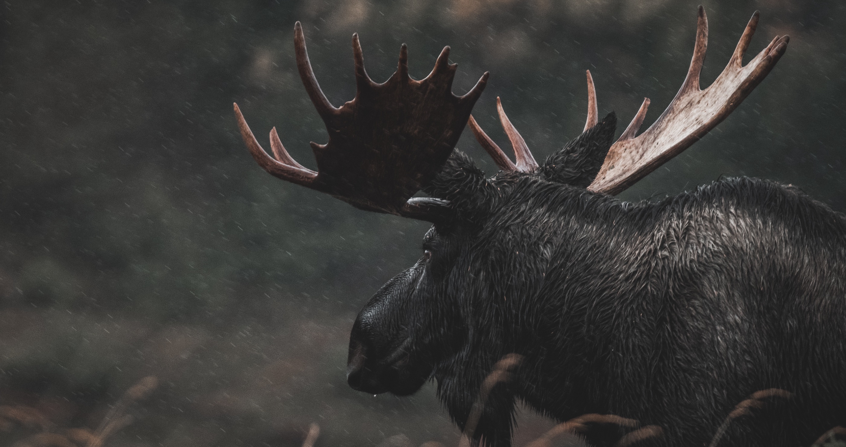 State Files Lawsuit Against Alaskan Guide Accused Of Scamming Moose Hunters