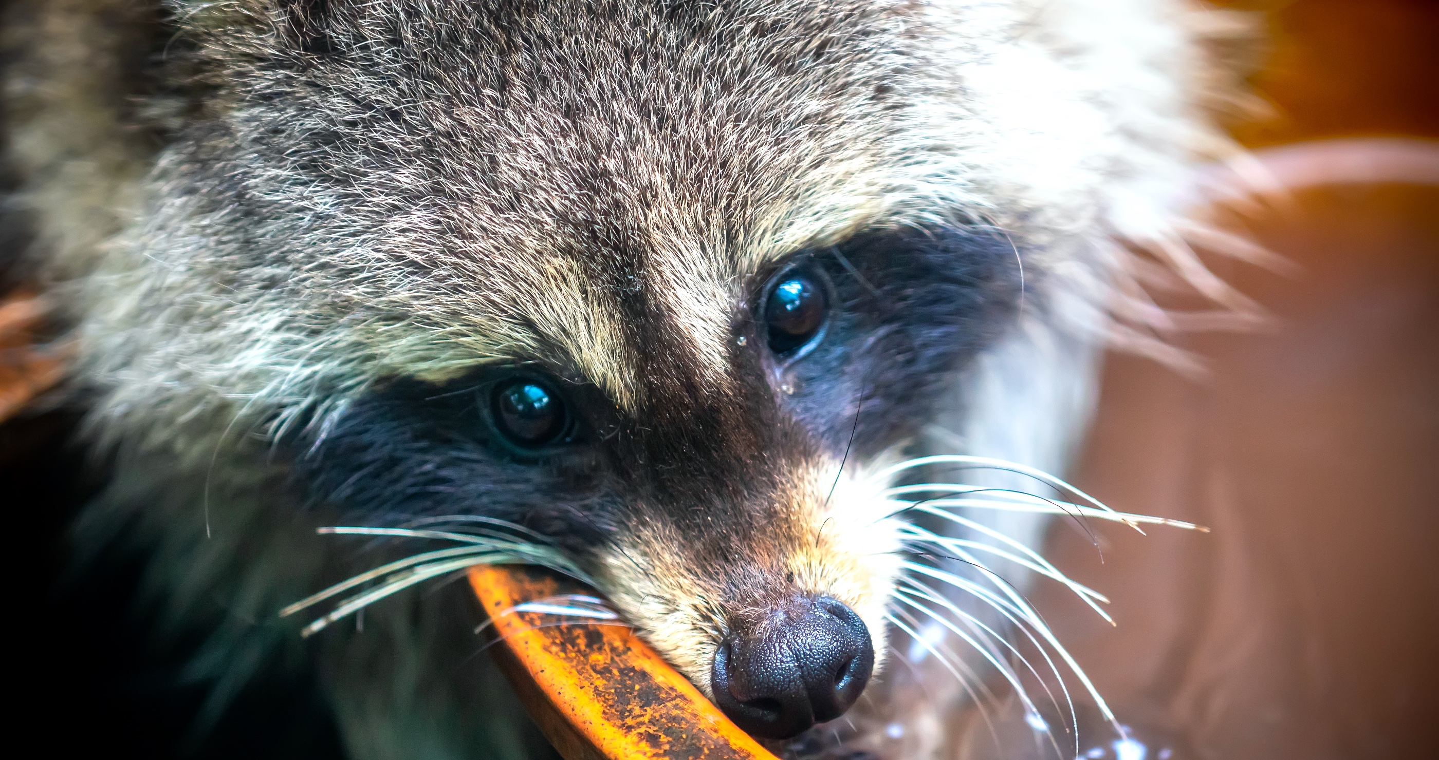 Talk About An Unlikely Patient- Nurse Gives Drunken Raccoon CPR