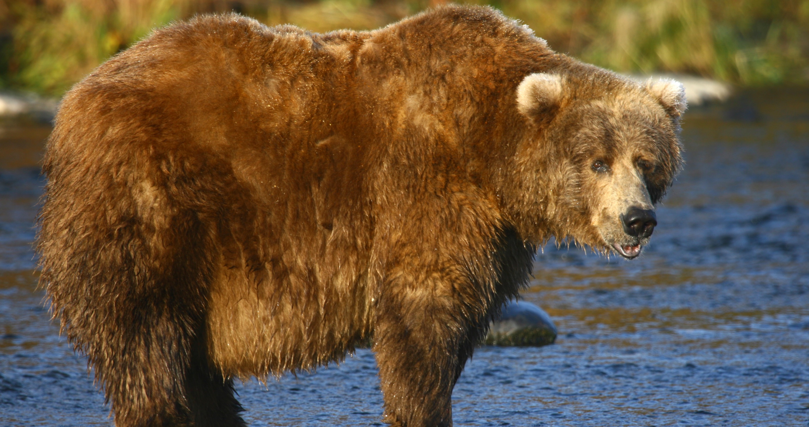 Yellowstone Issues Bear Warning Before Hibernation 