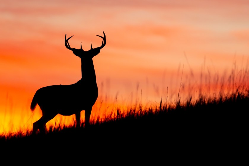 Anti-Hunter Turned Hunter- The Beginning Years