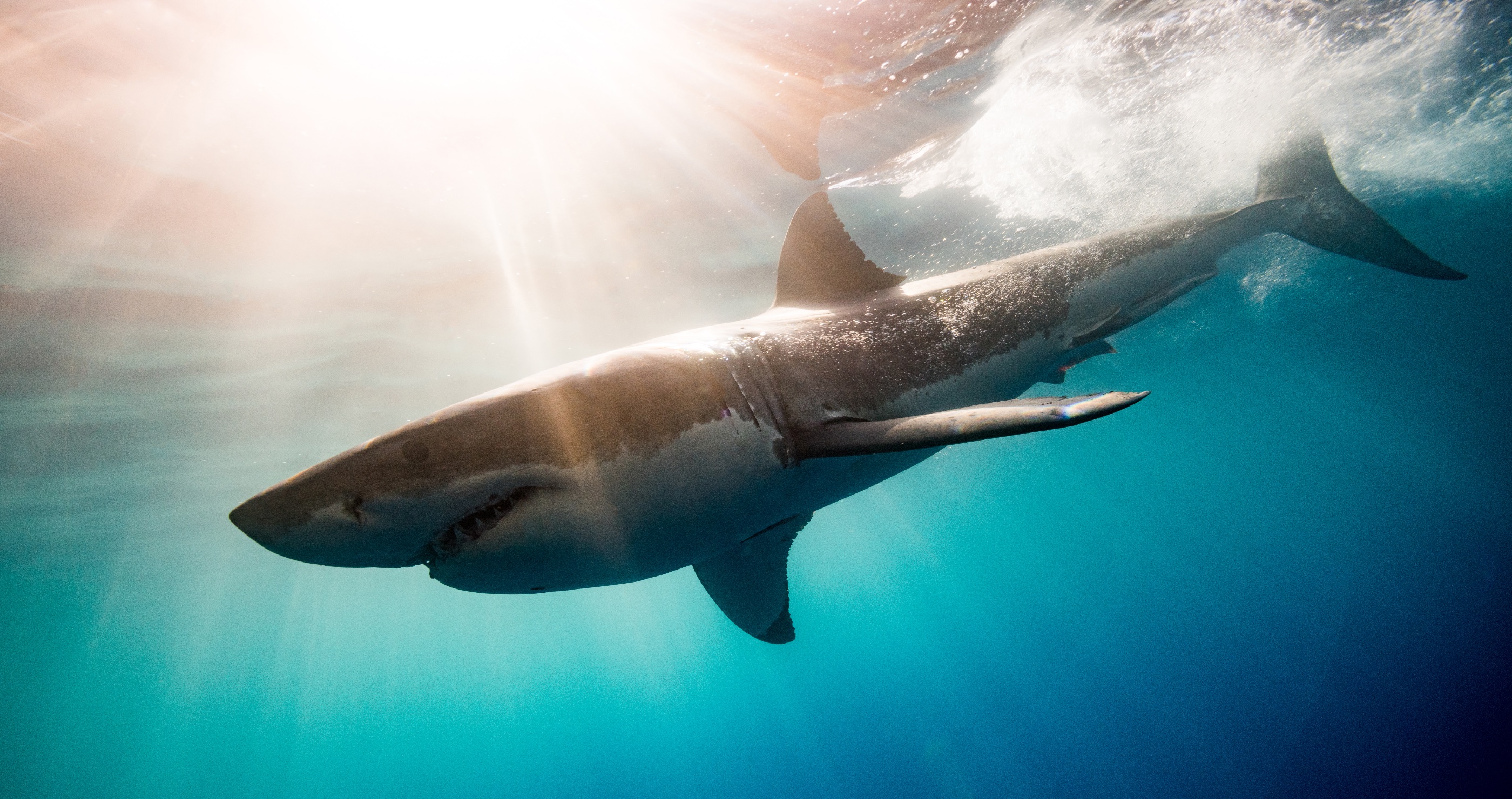 Father Of Four Killed By Shark Species Scientists Previously Believed To Be Harmless