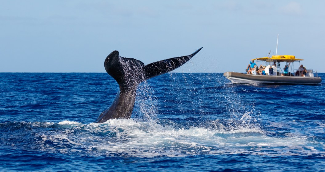 Humpback Whale Surprises Whale-Watching Tour With Terrifying Collision