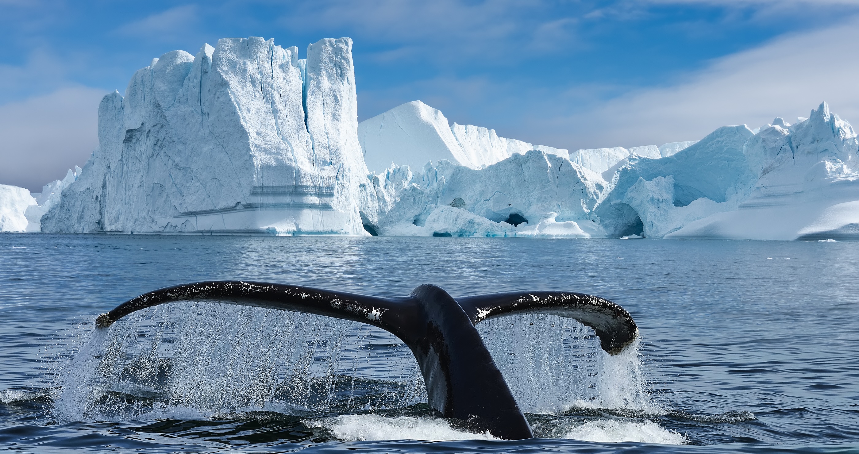 Three Whales Trapped In Arctic Ice And How The World Banded Together To Save Them