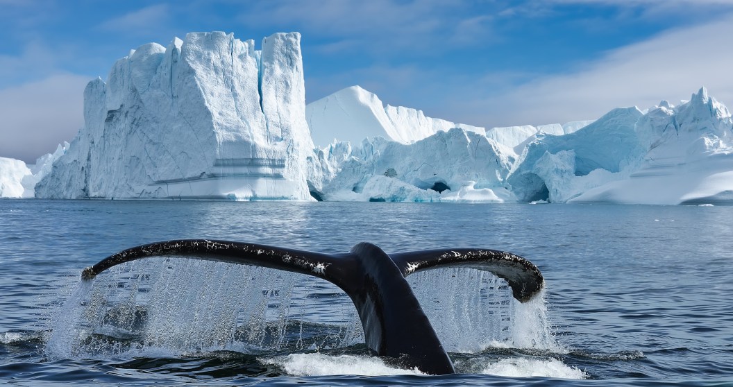 Three Whales Trapped In Arctic Ice And How The World Banded Together To Save Them