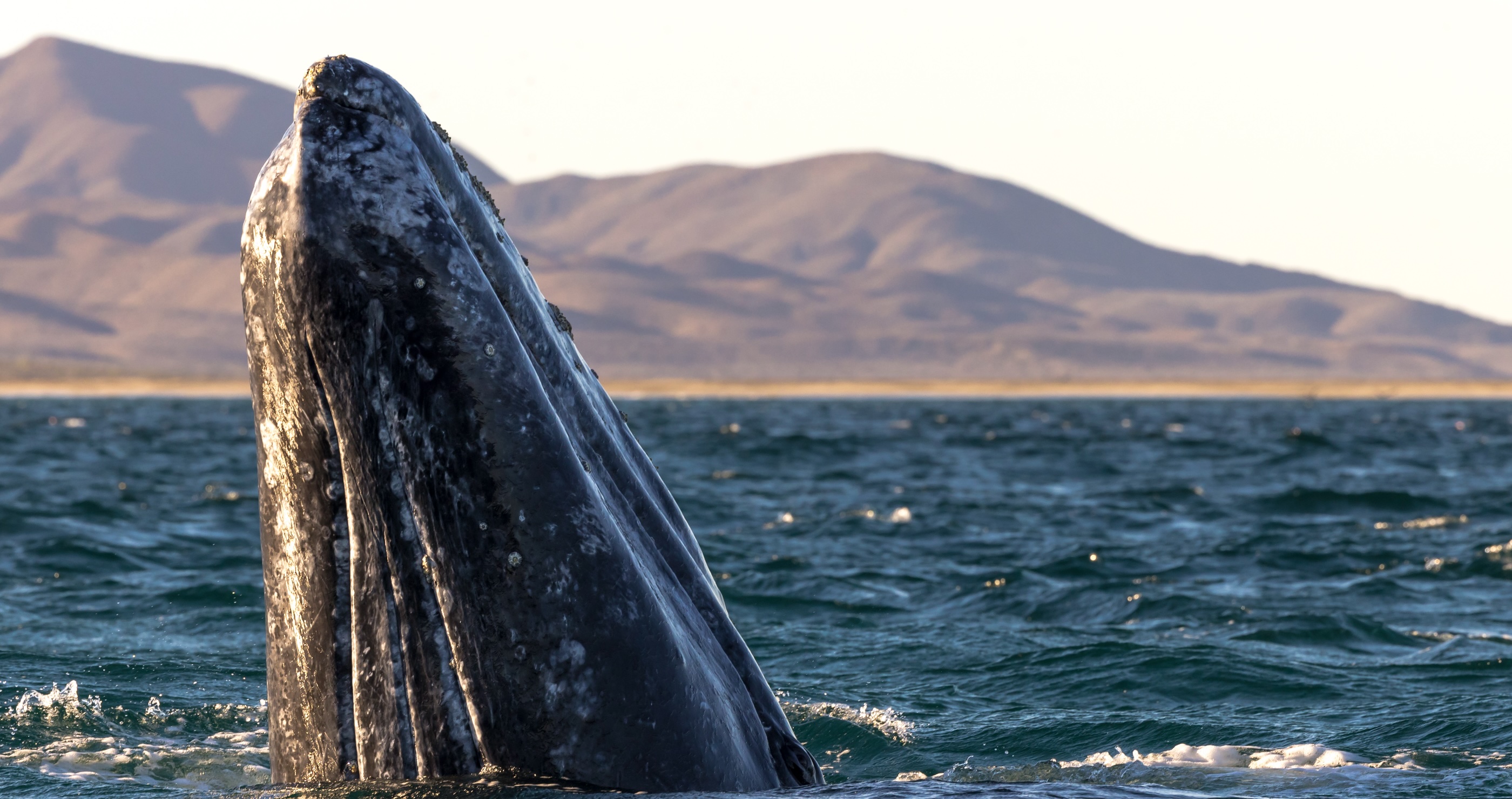 Three Whales Trapped In Arctic Ice And How The World Banded Together To Save Them