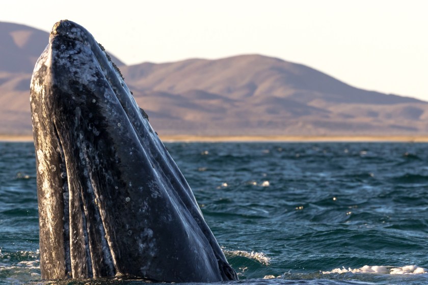 Three Whales Trapped In Arctic Ice And How The World Banded Together To Save Them