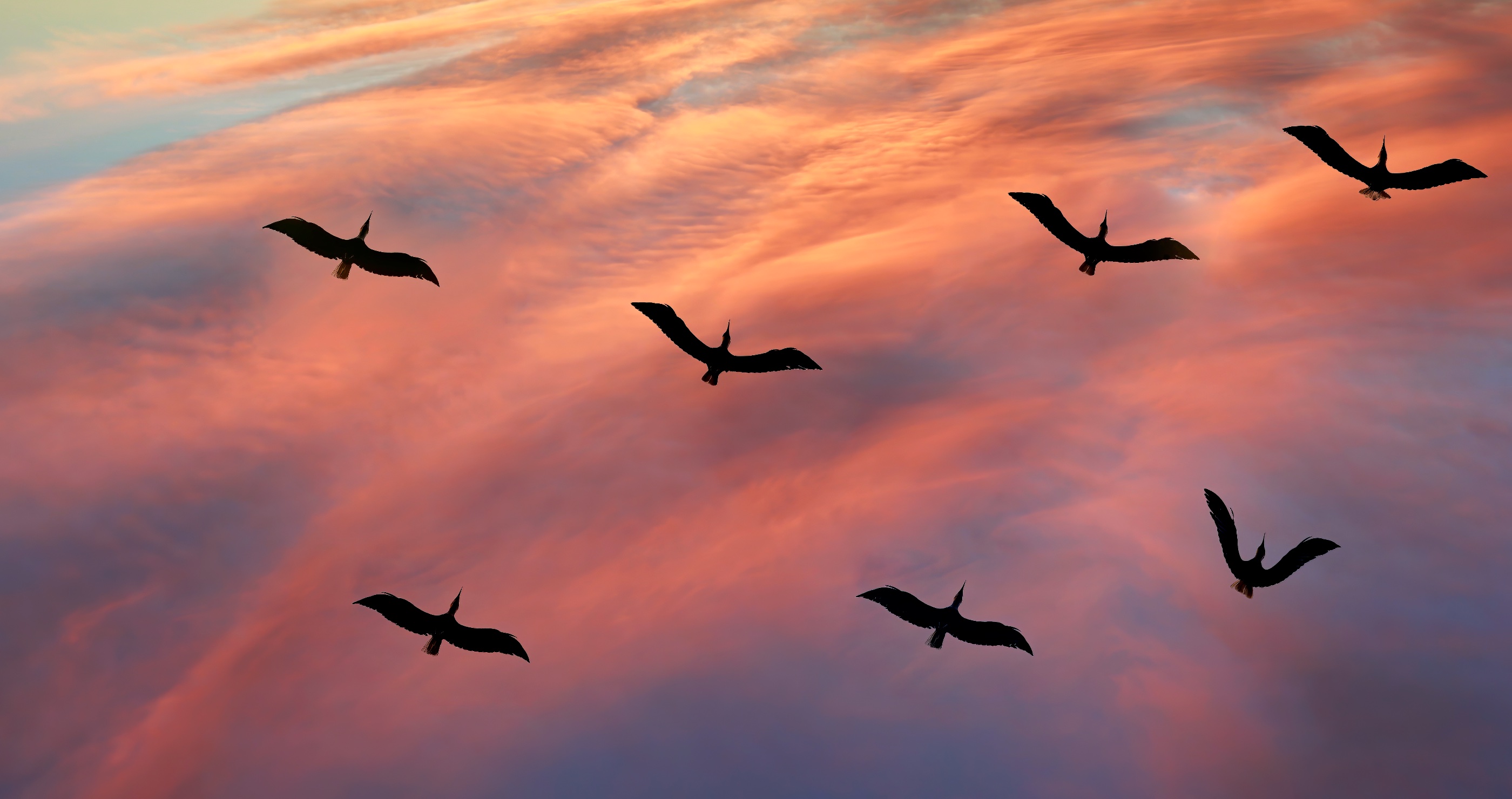 What Is The Link Between Birds And Climate Change?