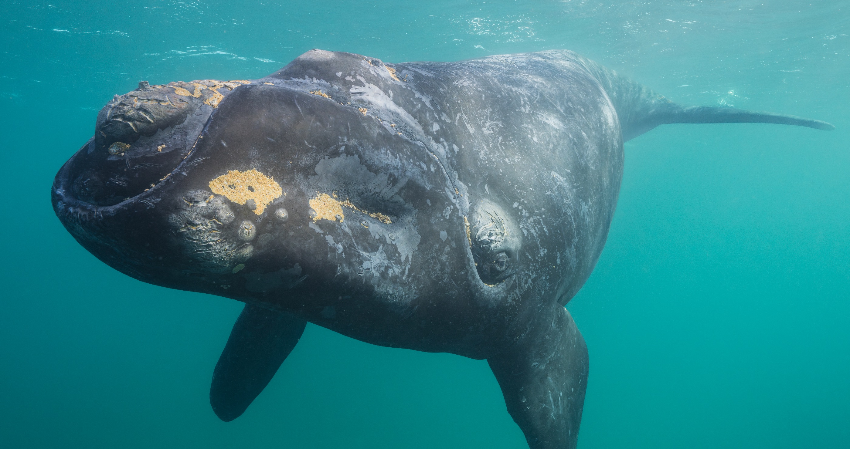 World's Rarest Whale Species Is Making A Comeback