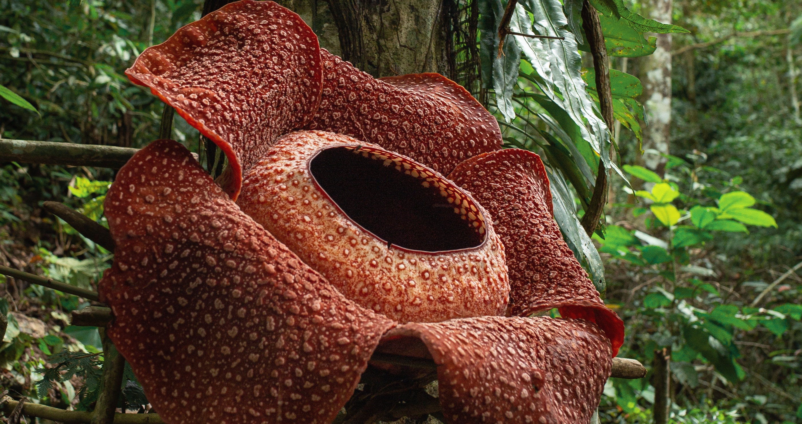 Biologist Finally Finds World's Rarest Flower After Searching For 13 Years