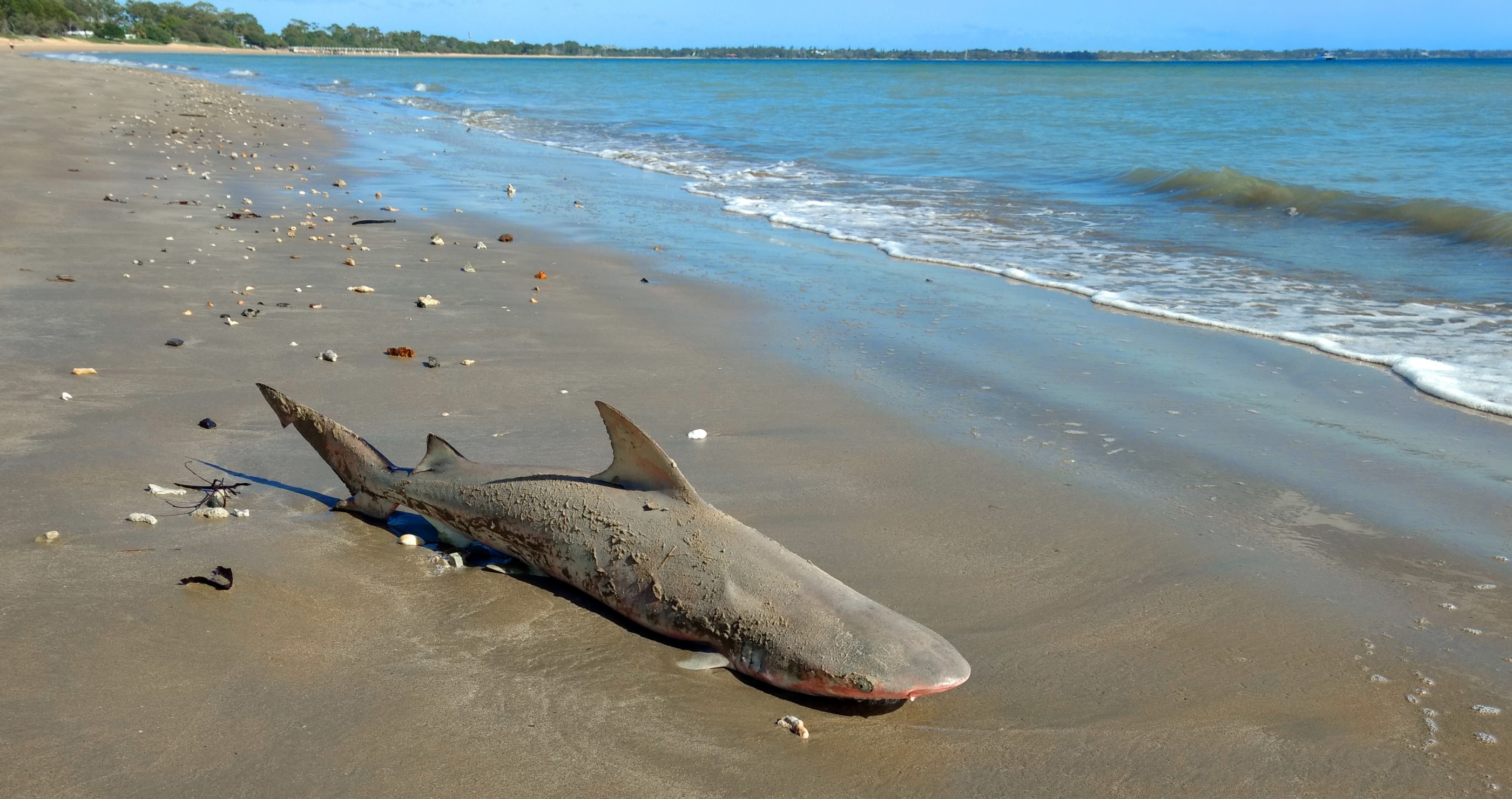 Brave Woman Decides To Save A Beached Shark