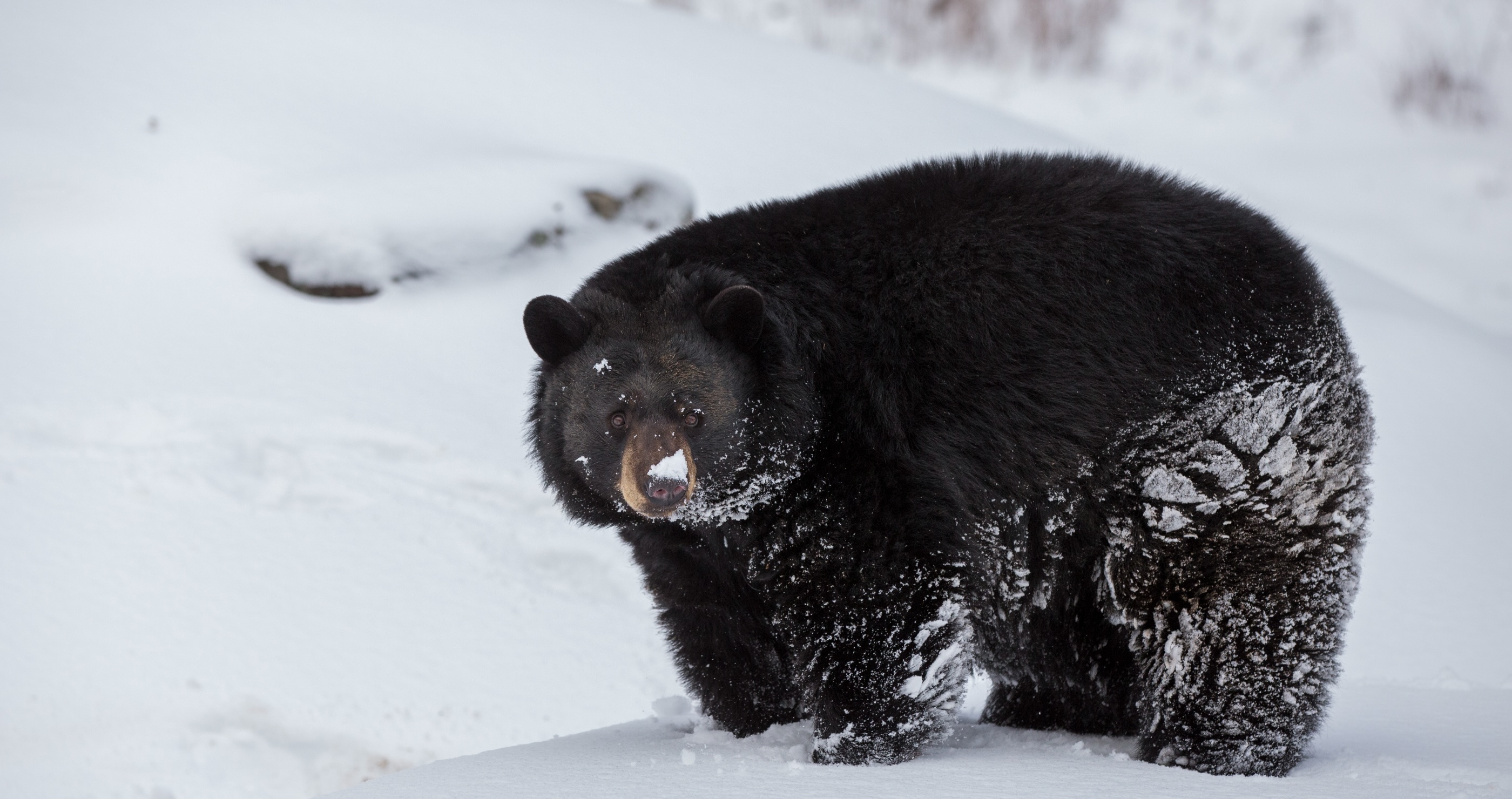 Celebrity Black Bear Takes A Spin On The Skating Rink Moments After It's Set Up