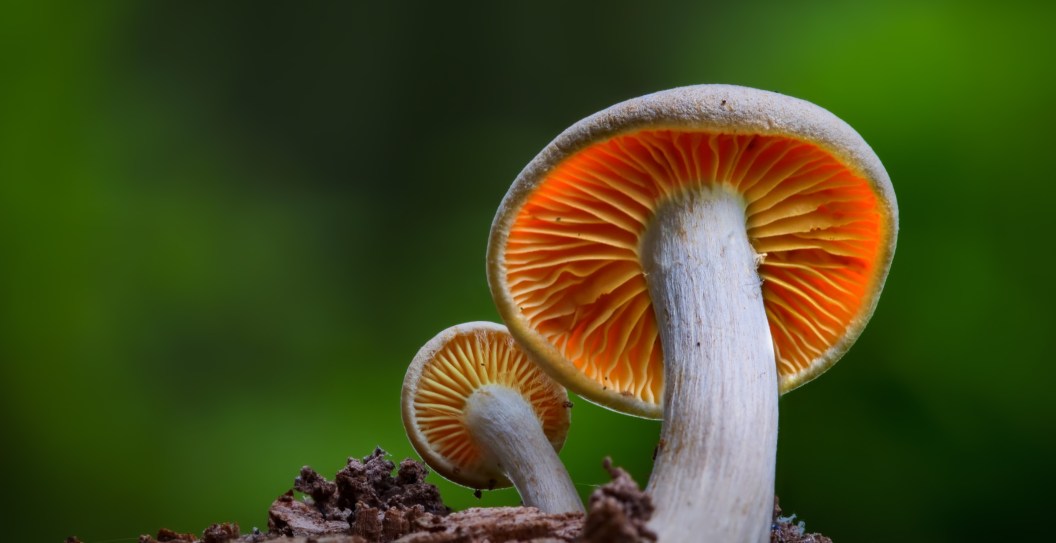 Father Has Children Taken Away After Family Poisoned By Mushrooms While Living Off The Grid