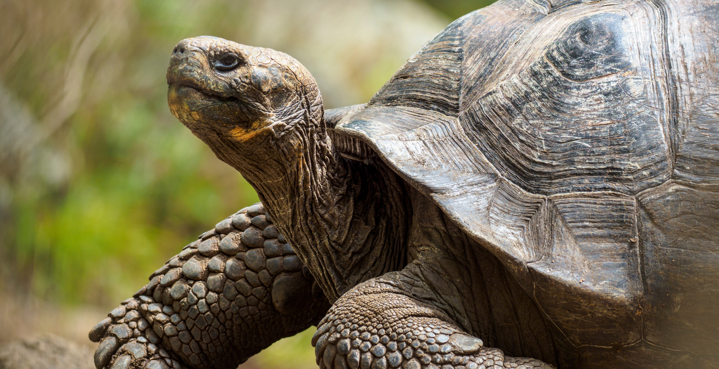 Gramma The Galápagos Tortoise
