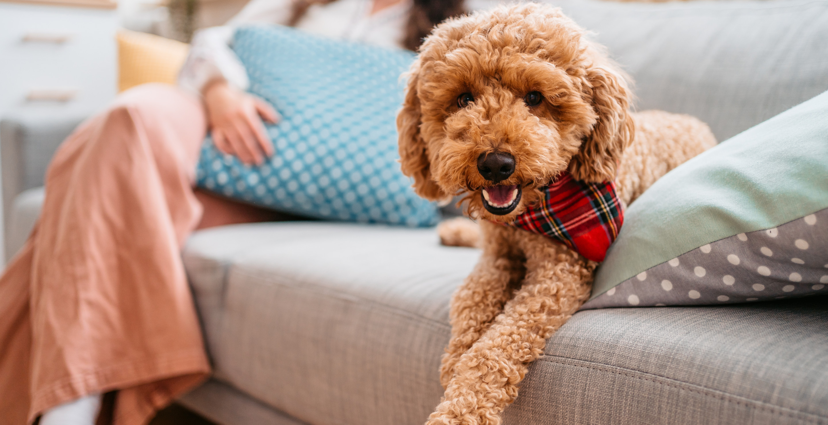 Mini Goldendoodle Saves Her Family From New York House Fire, Called A Hero