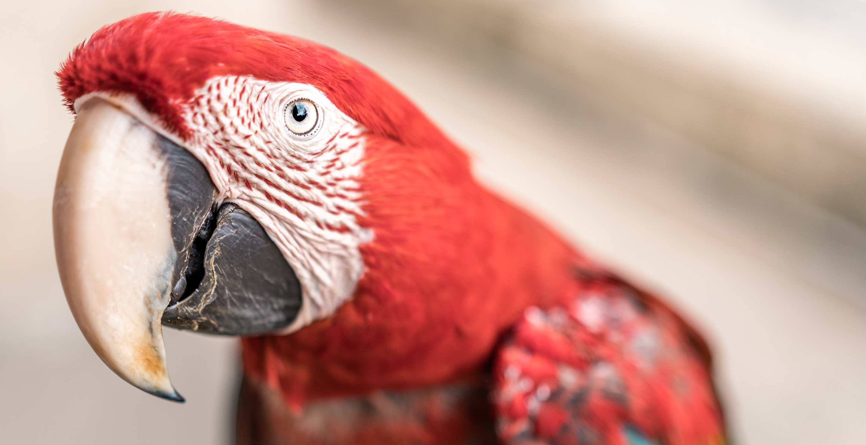 New Film Explores How A Parrot Helped A Woman Heal After She Left "Cult" As A Teen