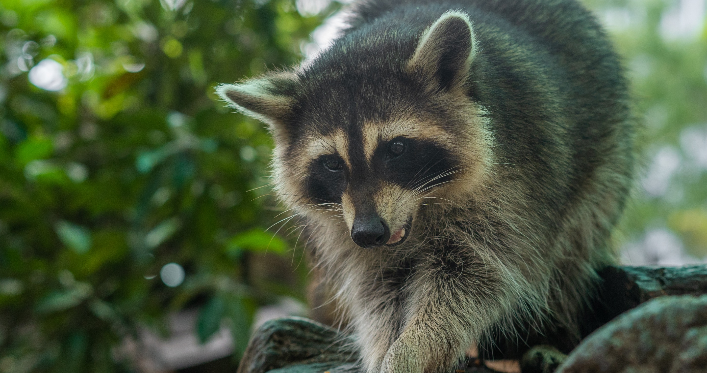 New Study Suggests That Raccoons Will Be The Next Animal To Be Domesticated
