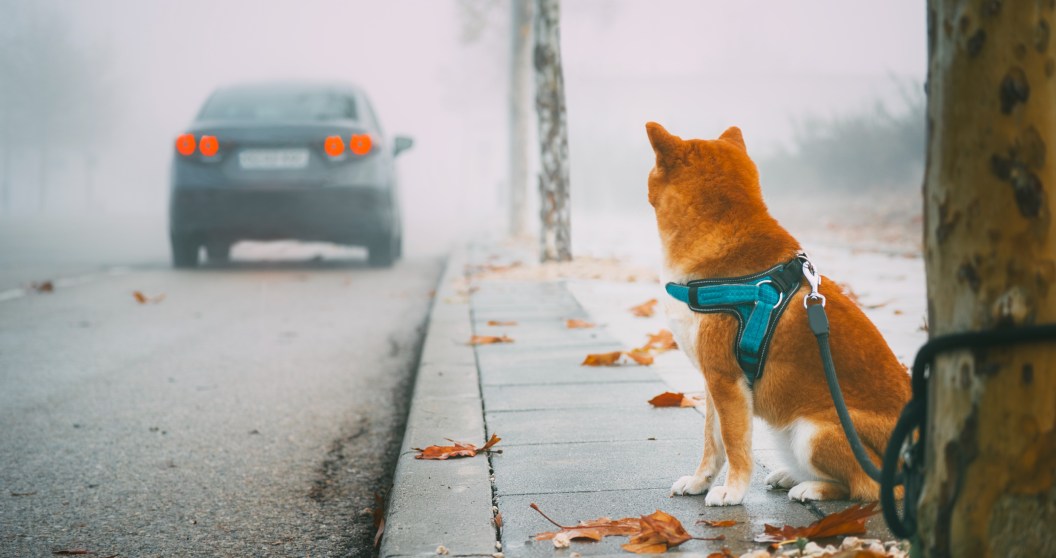 Police Respond To Multiple Calls About Abandoned Dog But Are Surprised By What They Find