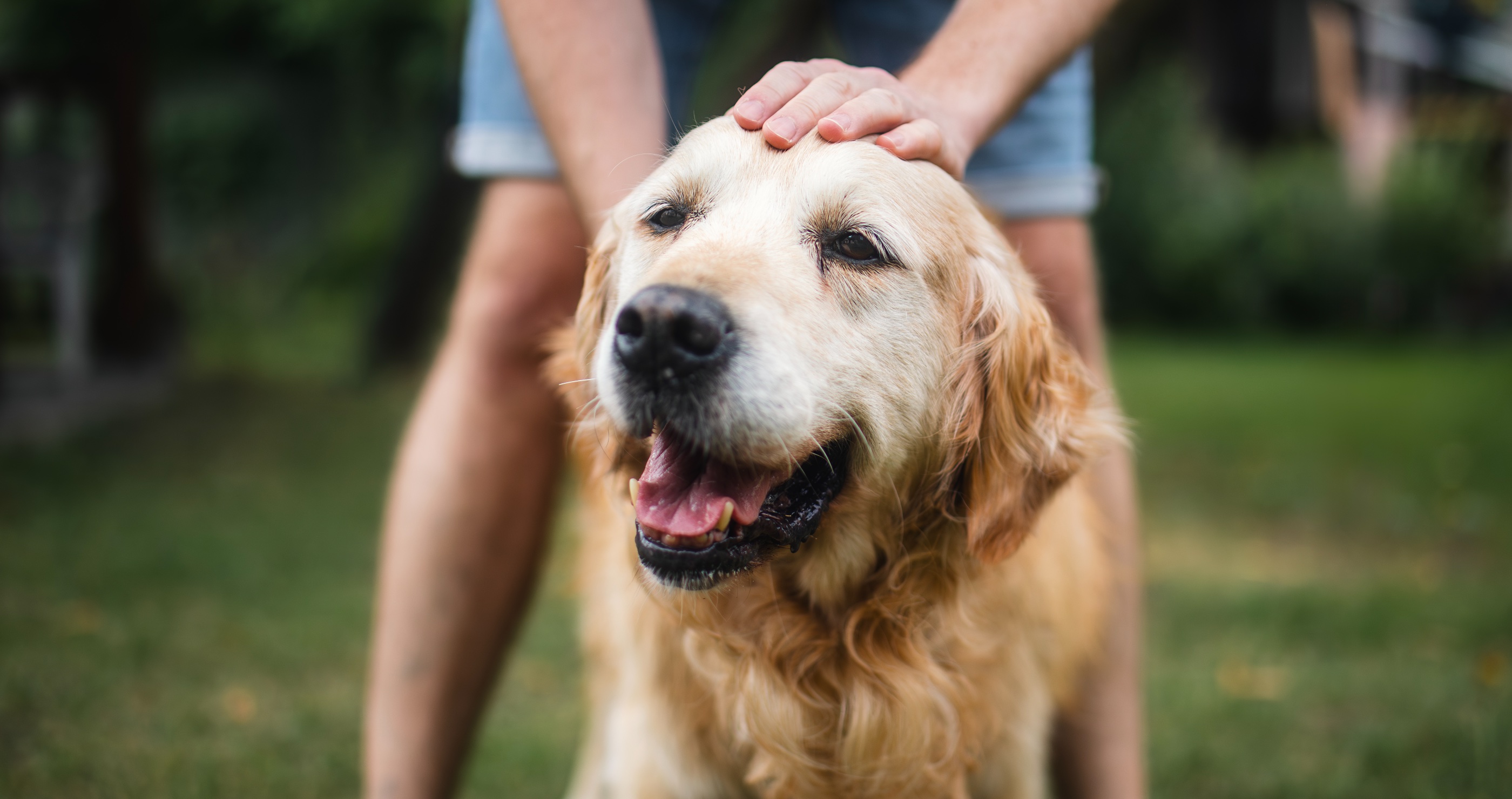 Truly Man's Best Friend- How 'Hero' Dog Saved Owner's Life From Cardiac Arrest