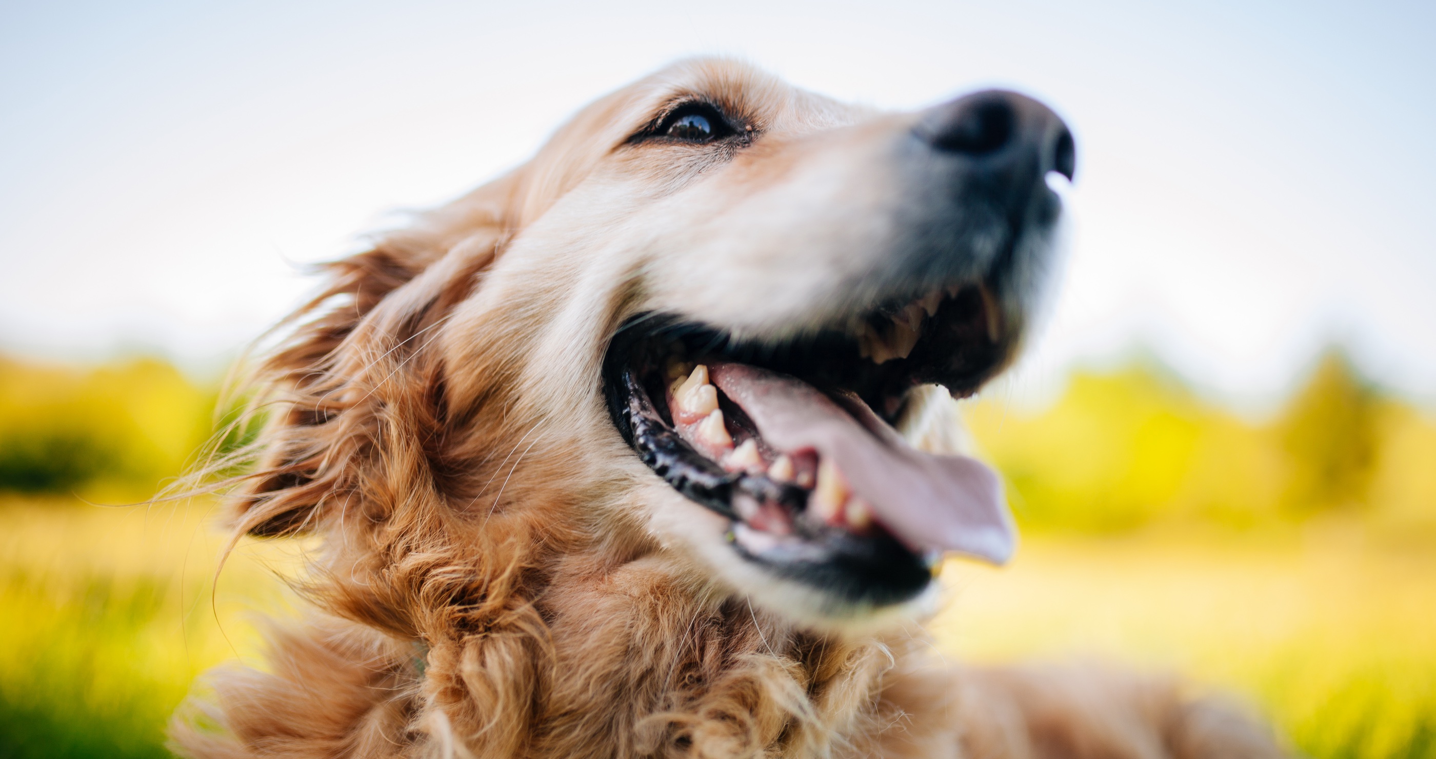 Truly Man's Best Friend- How 'Hero' Dog Saved Owner's Life From Cardiac Arrest