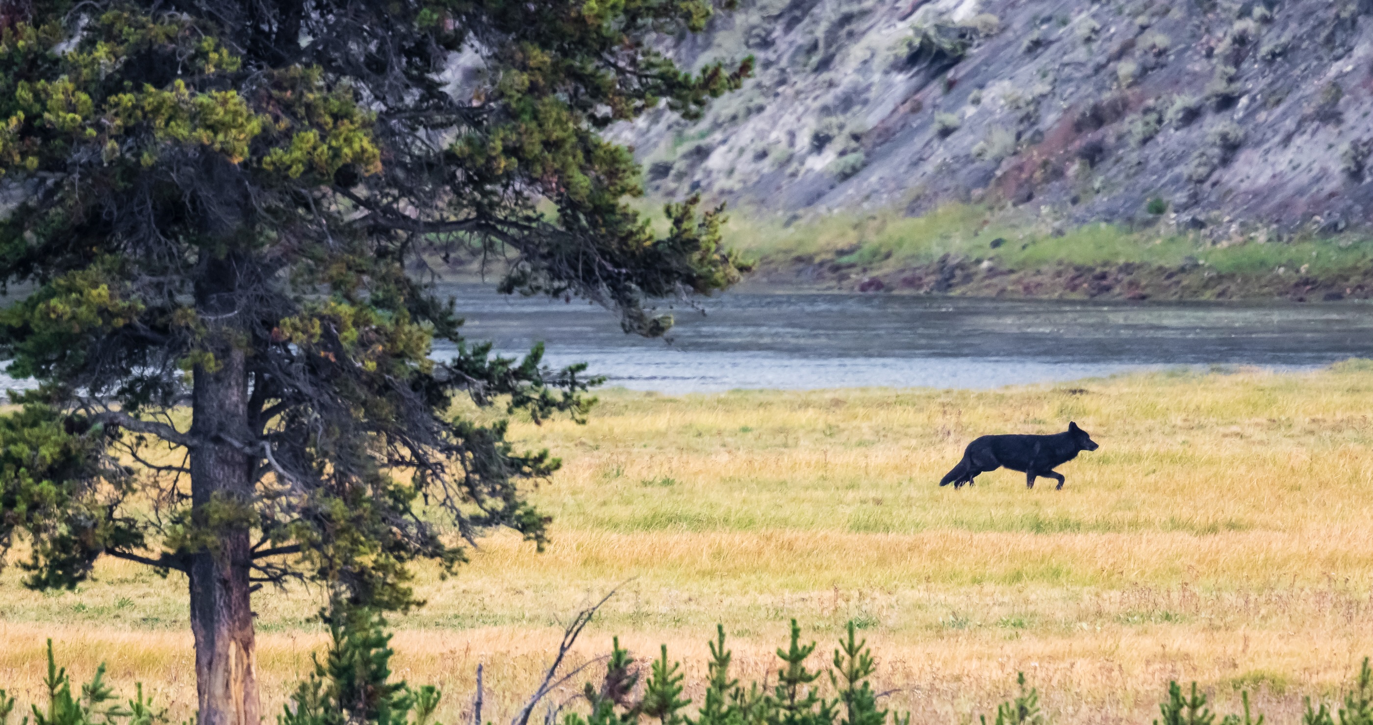 Yellowstone Hiker Wanders Too Close To Wolf Pack In Terrifying Footage