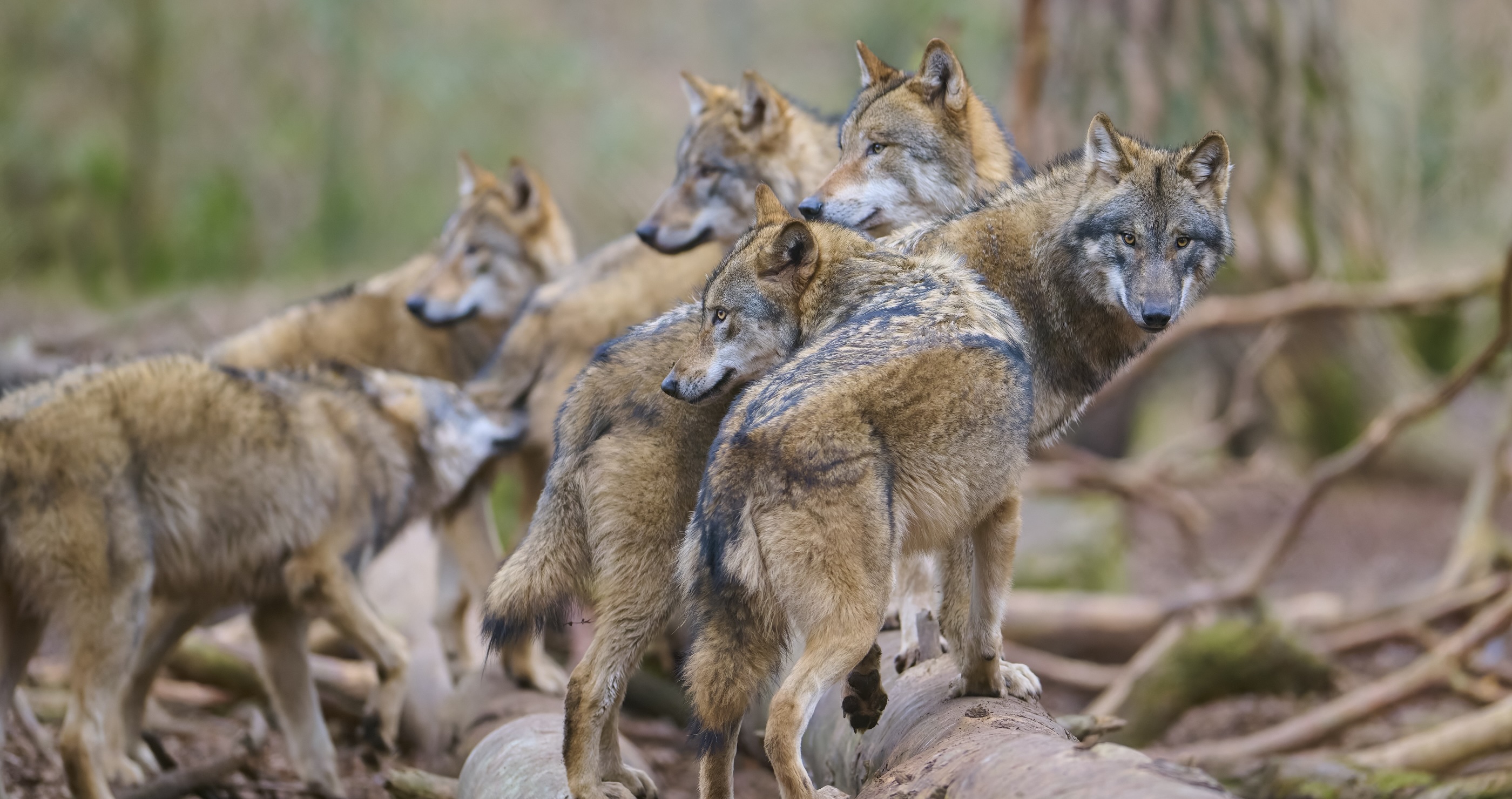 Yellowstone Hiker Wanders Too Close To Wolf Pack In Terrifying Footage