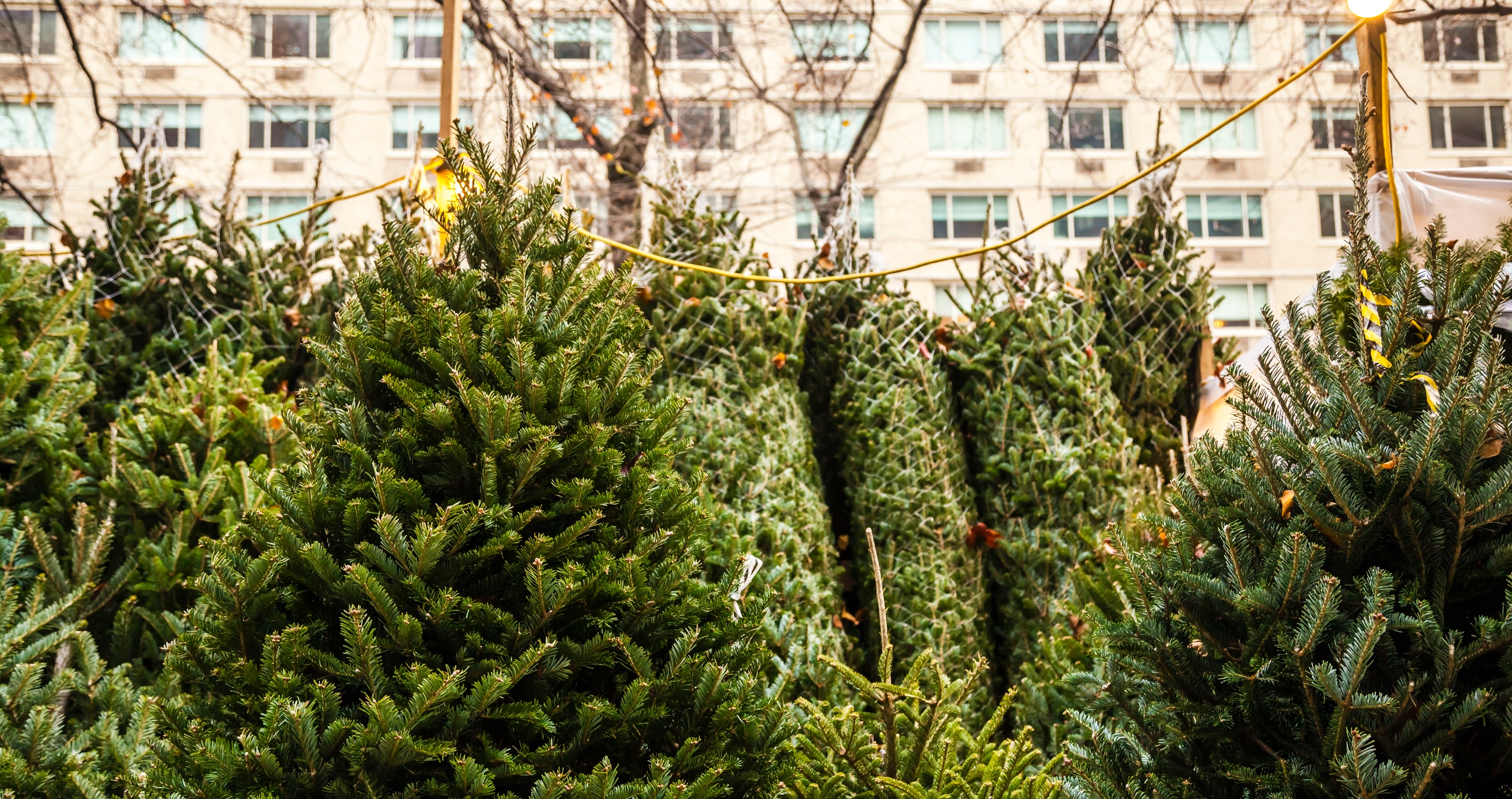 A Behind The Scenes Look At NYC's Cutthroat Christmas Tree Sellers