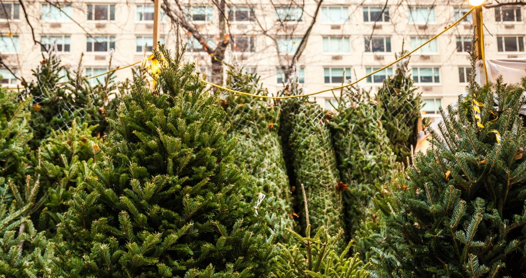 A Behind The Scenes Look At NYC's Cutthroat Christmas Tree Sellers