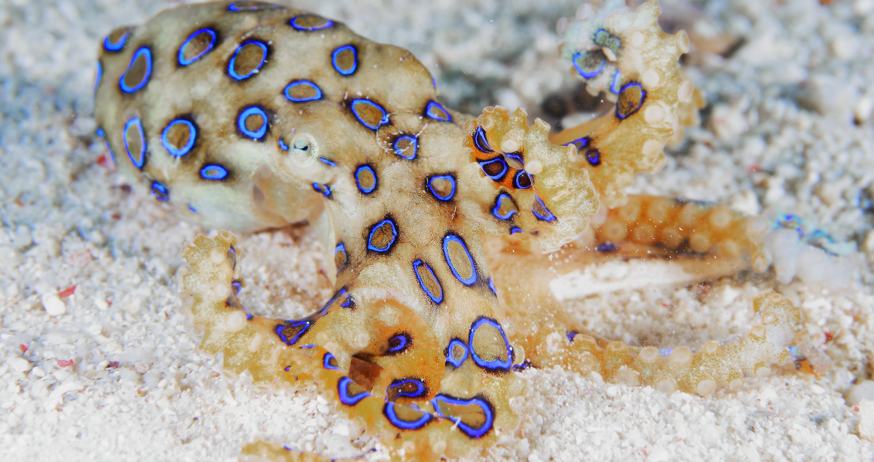 British Tourist Is Lucky To Be Alive After Wildlife Interaction  With Blue Ringed Octopus