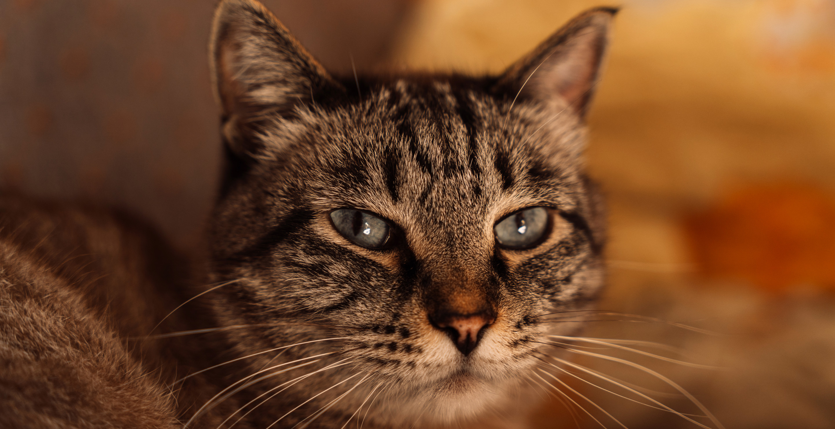 Cat Who Escaped During Road Trip Miraculously Survives 5 Months Alone In Rockies